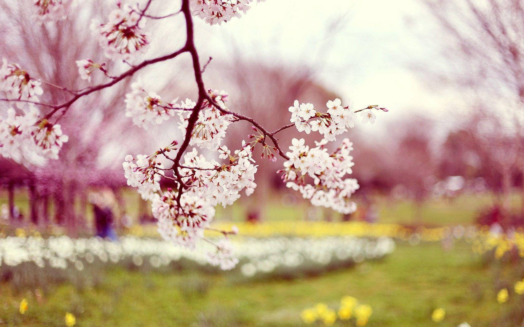 pink blossom branch, white cherry blossoms, dark branches, HD Desktop Wallpaper