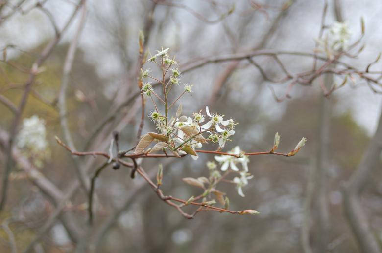 blooming spring, white blossoms, fresh green leaves, SD Desktop Wallpaper