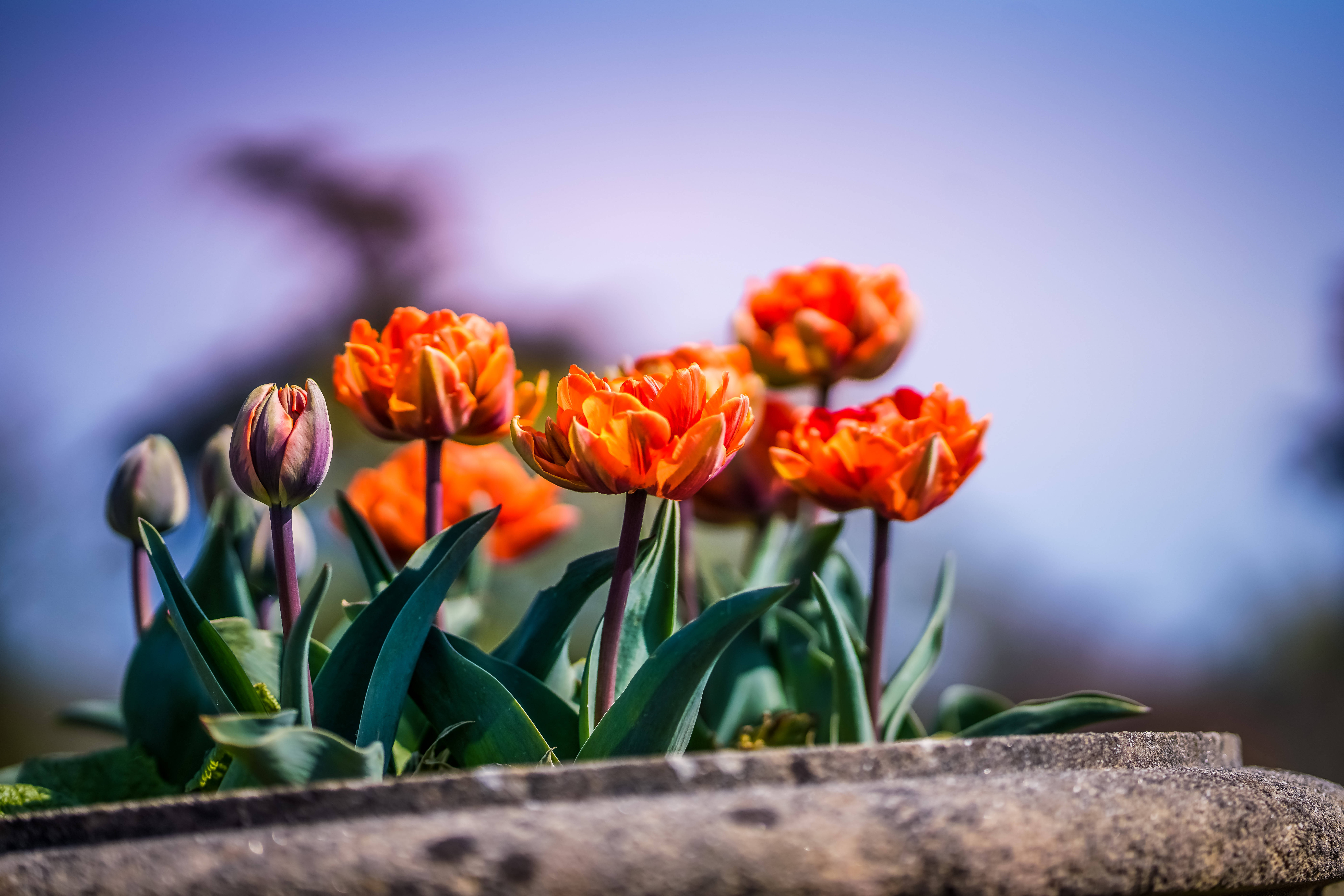 HD Garden Tulip, vibrant orange tulips, stone planter, 8K Desktop Wallpaper