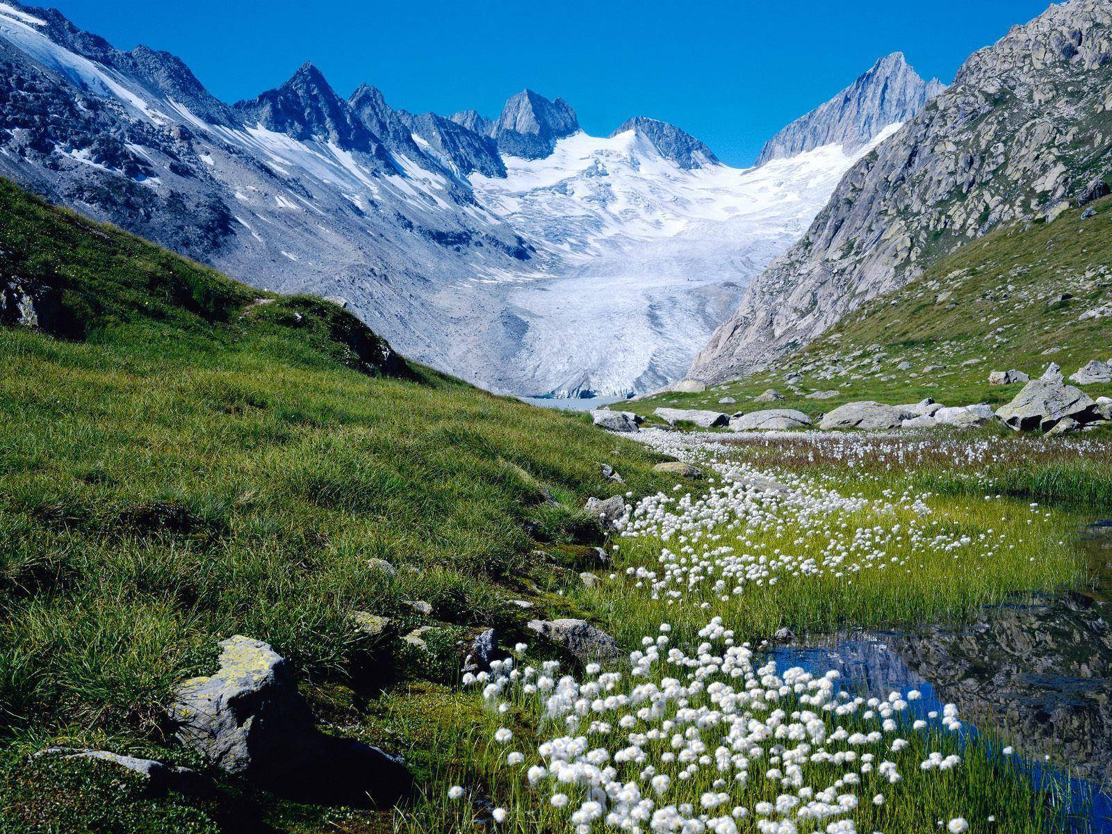 HD Spring Field, alpine meadow, white cotton grass, HD Desktop Wallpaper