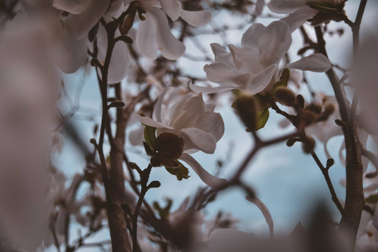 HD Spring, white magnolia, blurred blue sky, HD Desktop Wallpaper