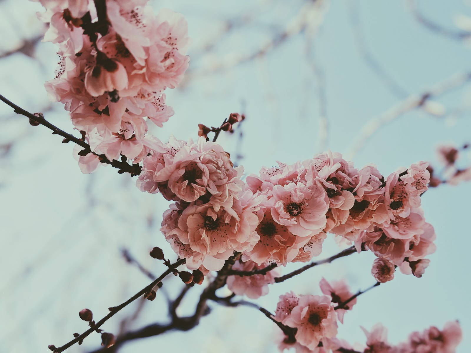 cherry blossoms, soft pink, dark branches, HD Desktop Wallpaper
