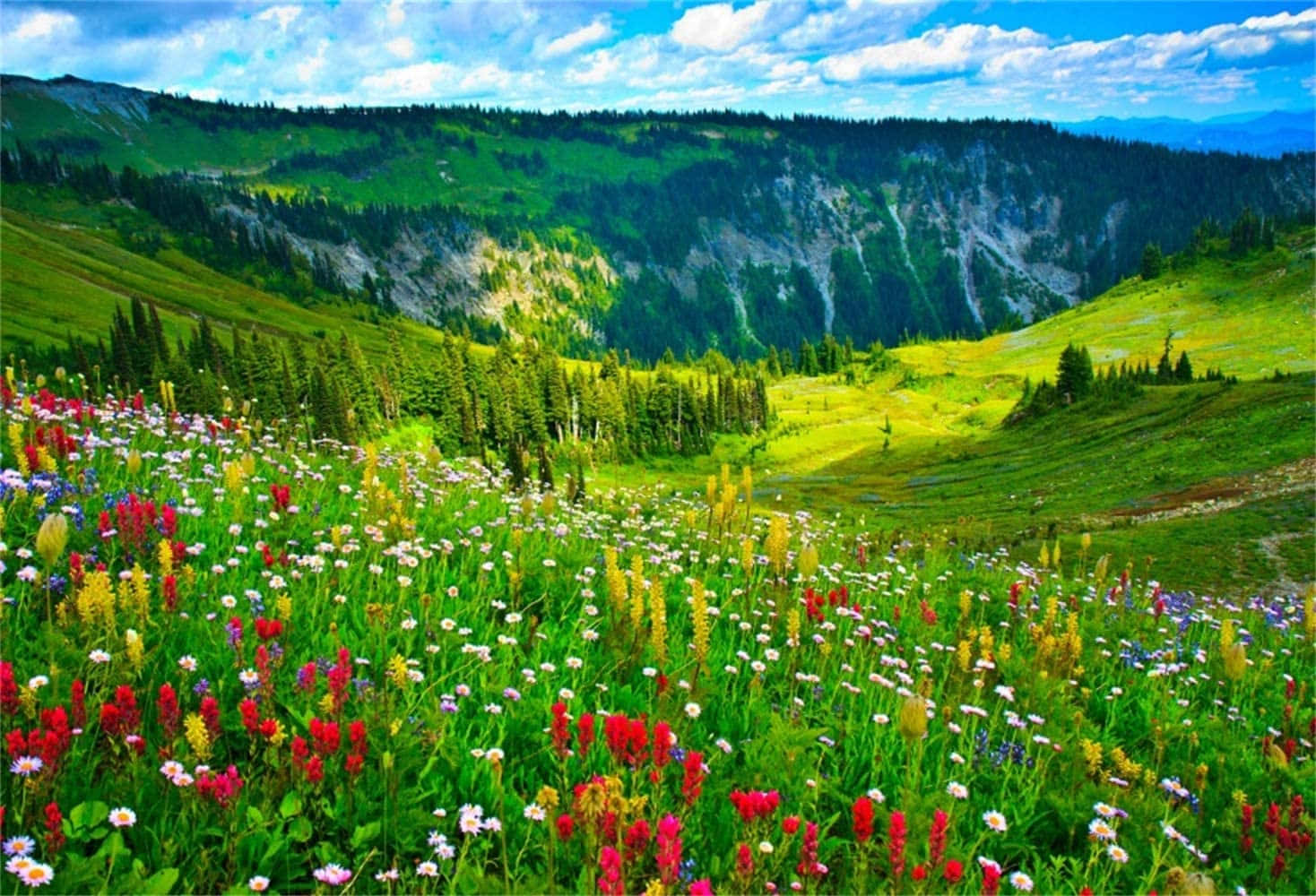 spring outdoors, wildflowers, sunlit meadow, HD Desktop Wallpaper