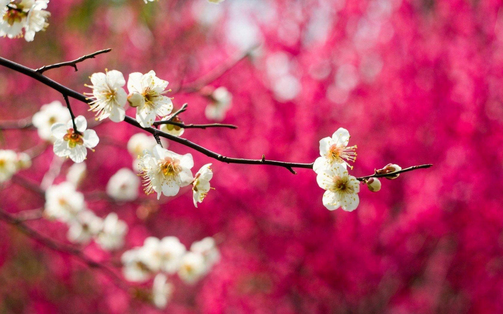 HD Spring, white blossom branch, dark branches, HD Desktop Wallpaper