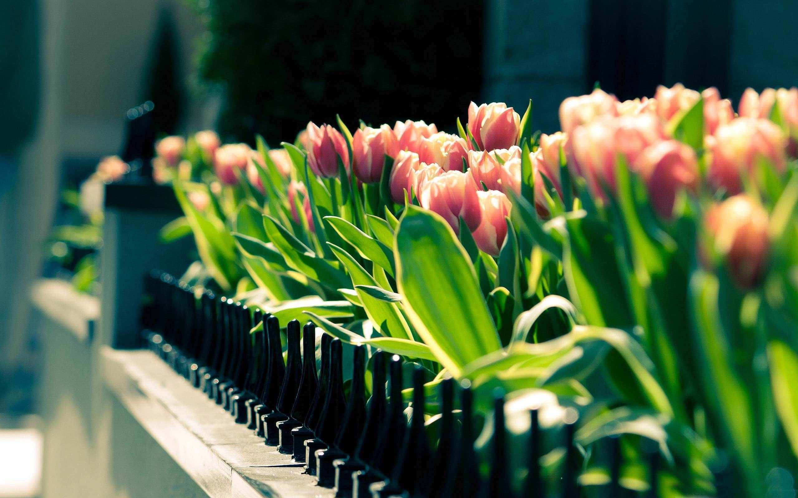 pink tulips, black metal fence, warm sunlight, 2K Desktop Wallpaper