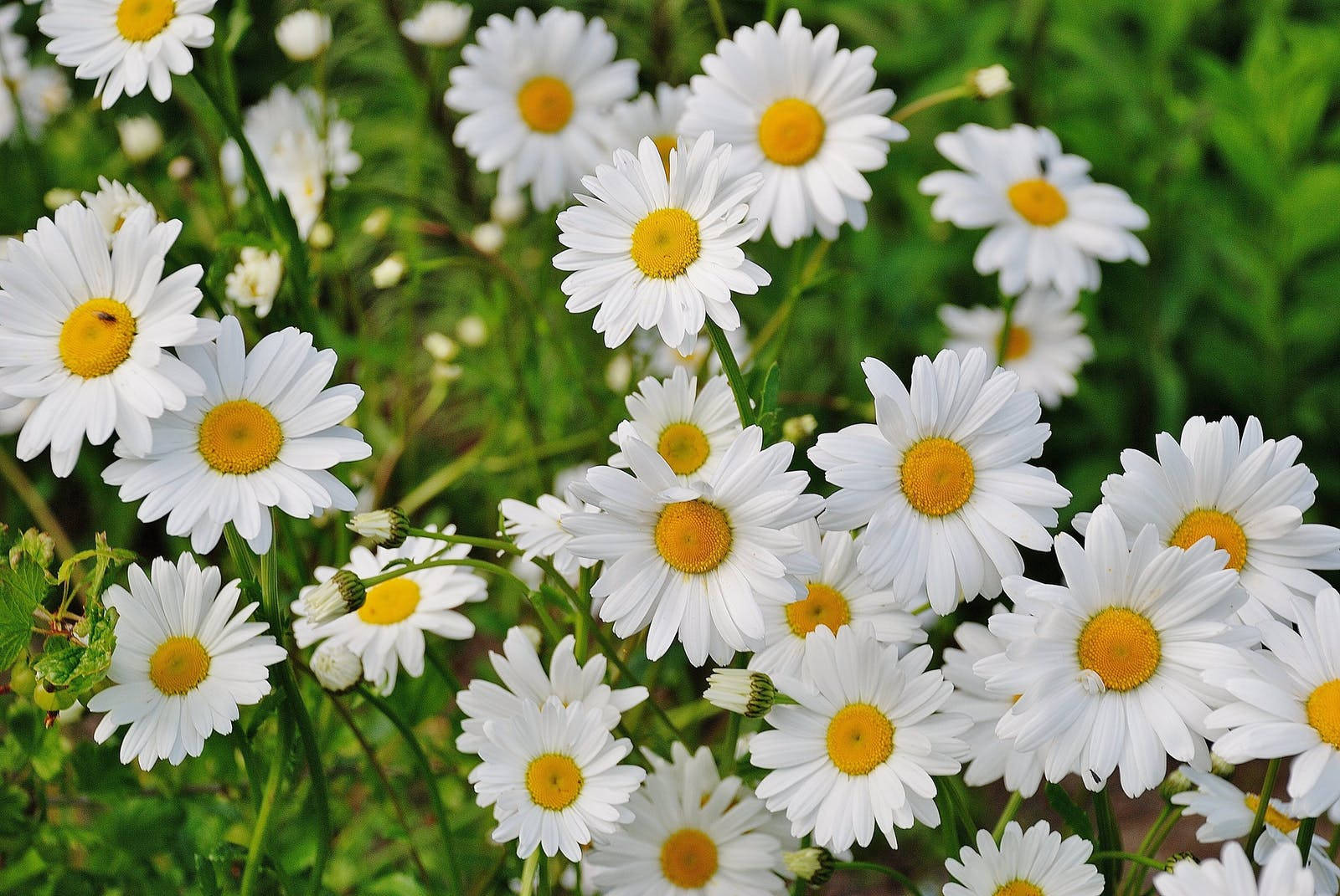 white daisies, bright yellow centers, soft green foliage, HD Desktop Wallpaper