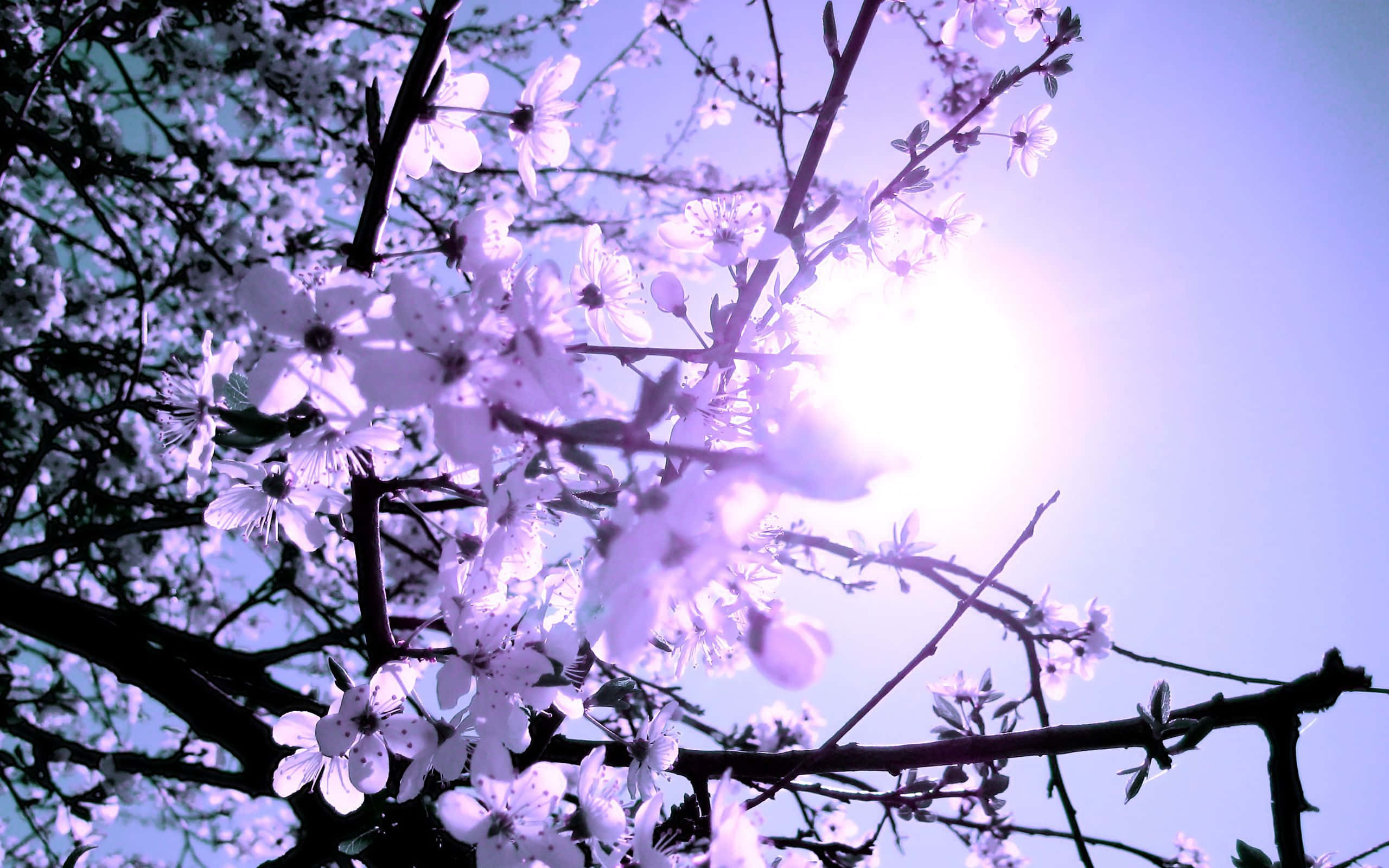 white cherry blossoms, soft lavender sky, sunlight filters, 2K Desktop Wallpaper
