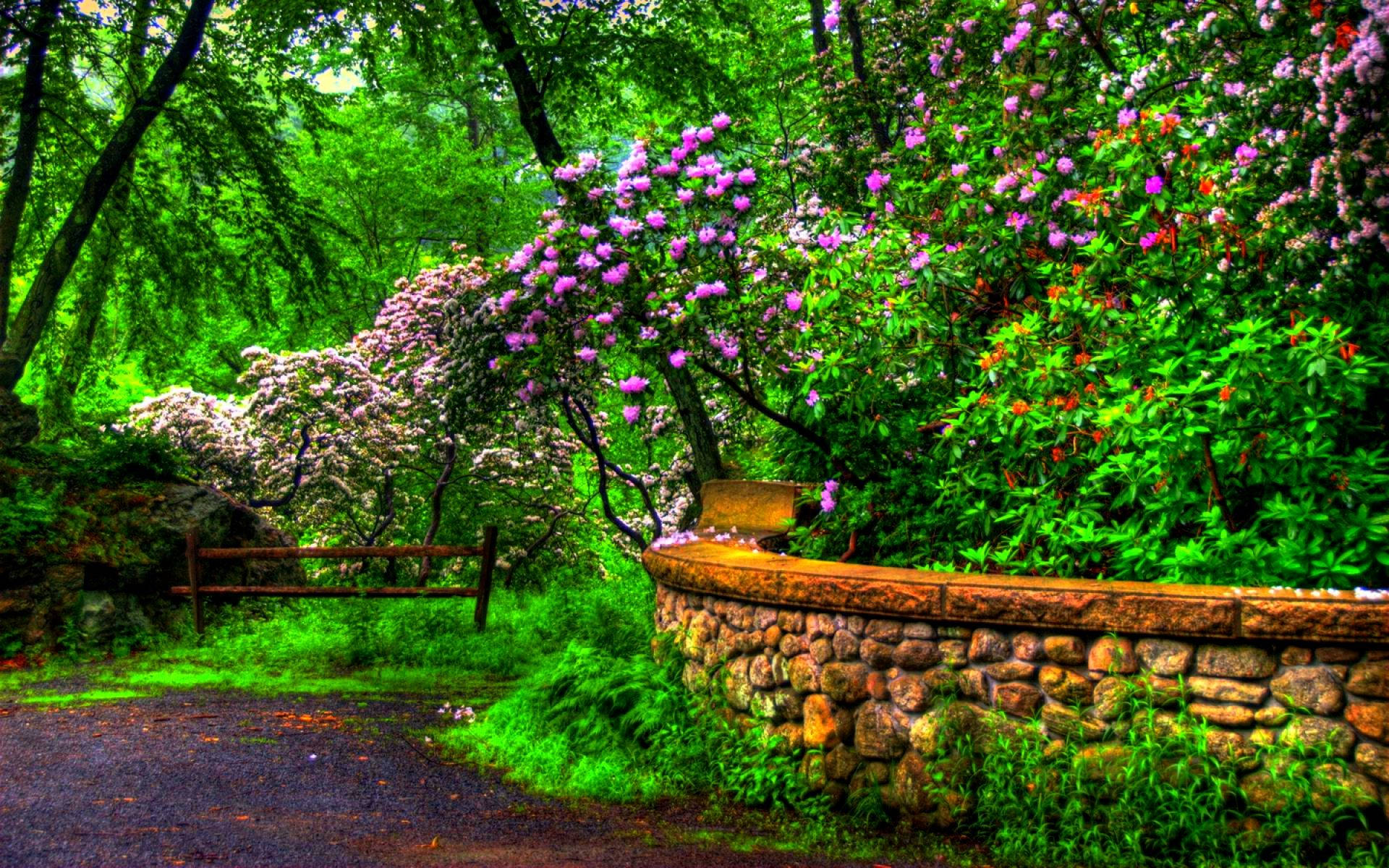 spring, forest path, vibrant green trees, Full HD Desktop Wallpaper