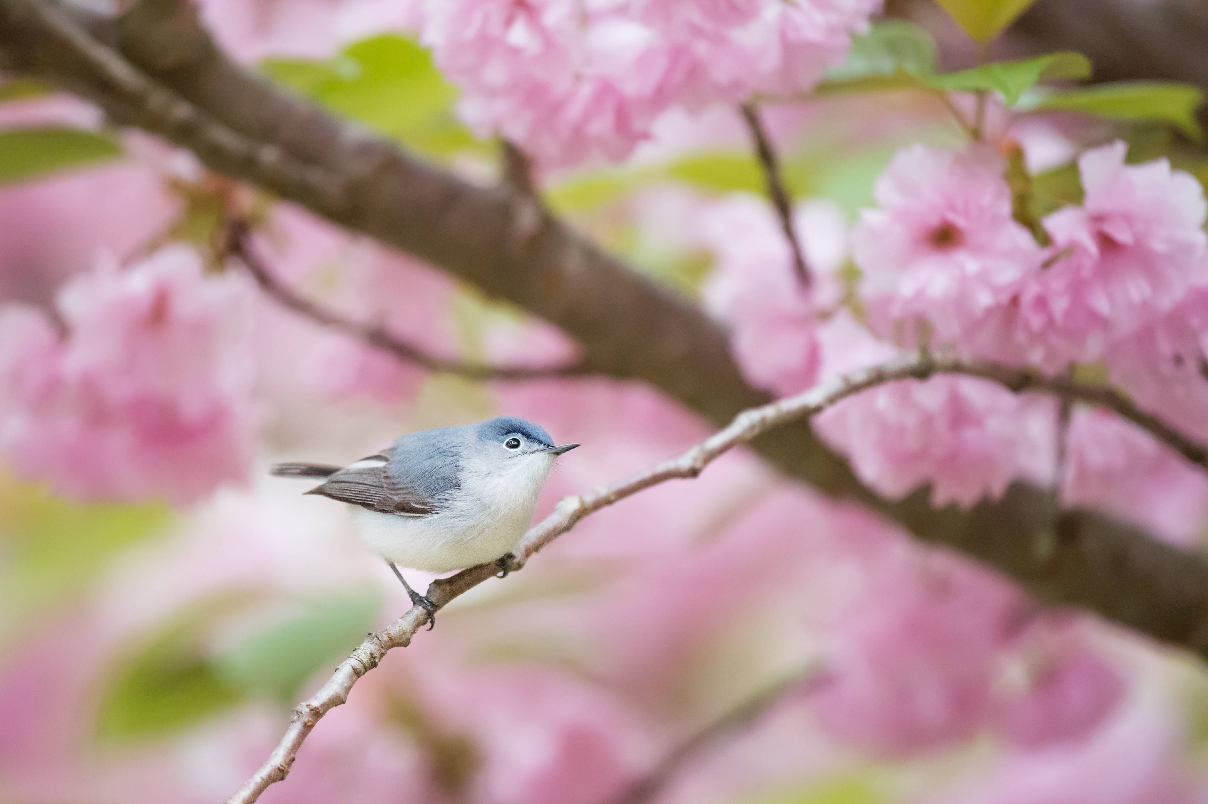blue-gray bird, pink cherry blossoms, branch, 4K Desktop Wallpaper