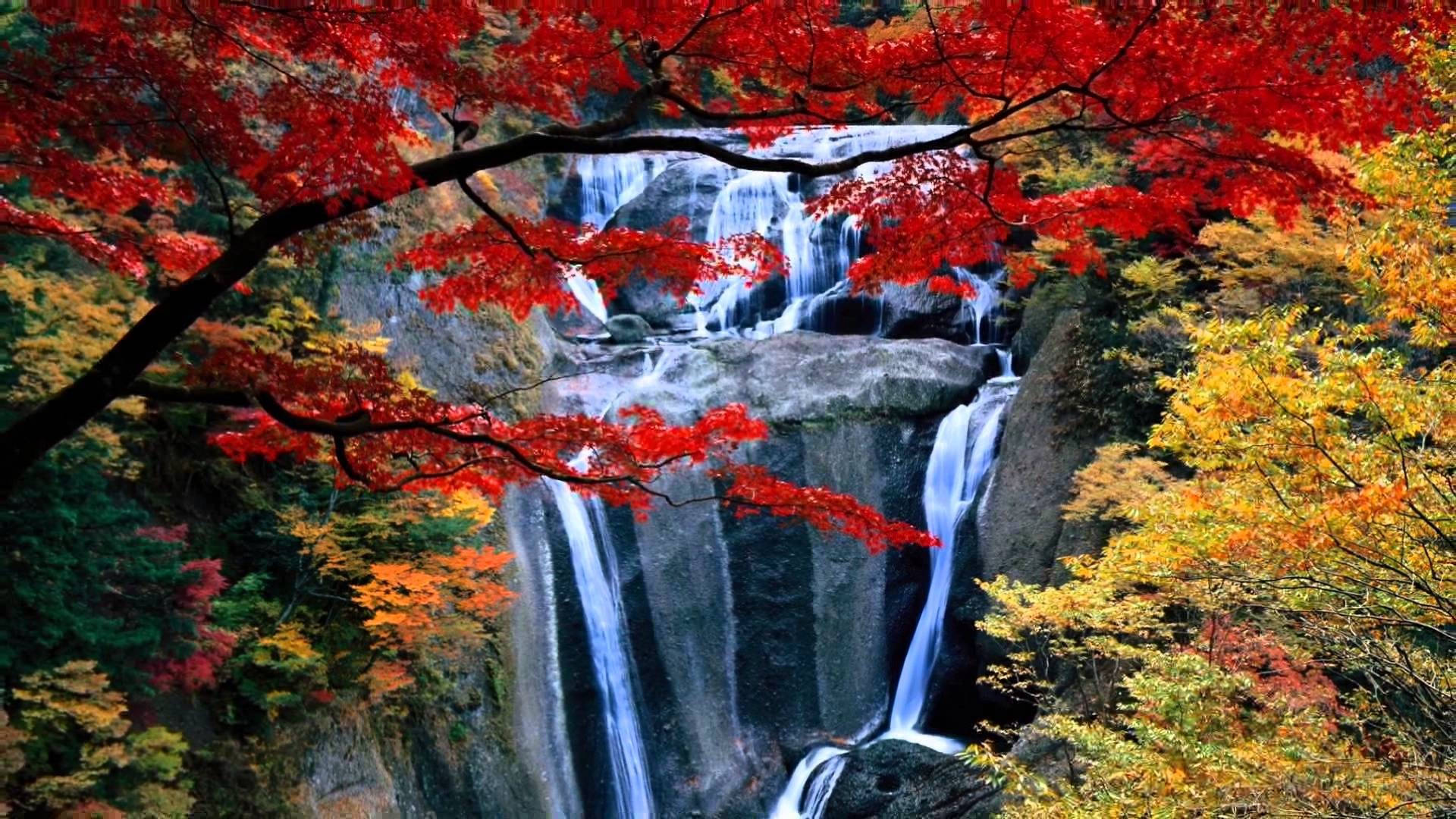 HD Water, vibrant red maple branches, cascading waterfall, Full HD Desktop Wallpaper
