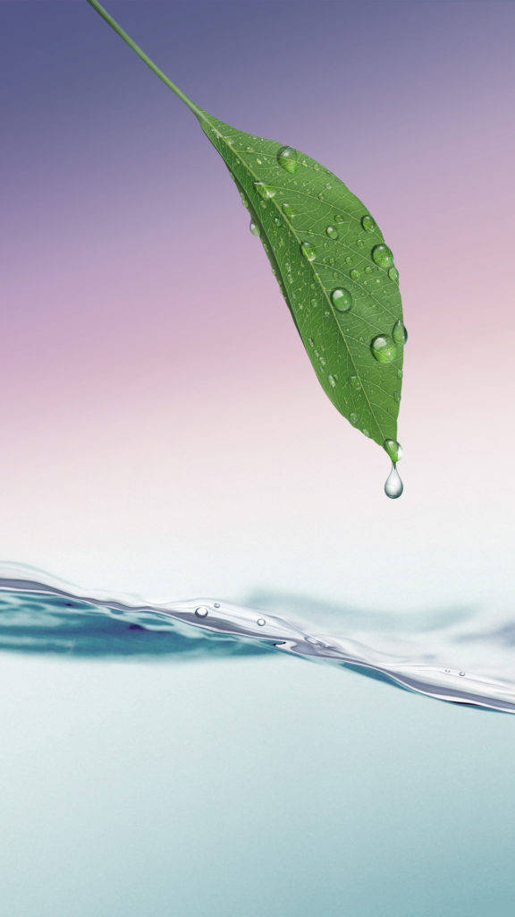 HD Water, vibrant green leaf, glistening water droplets, SD Phone Wallpaper