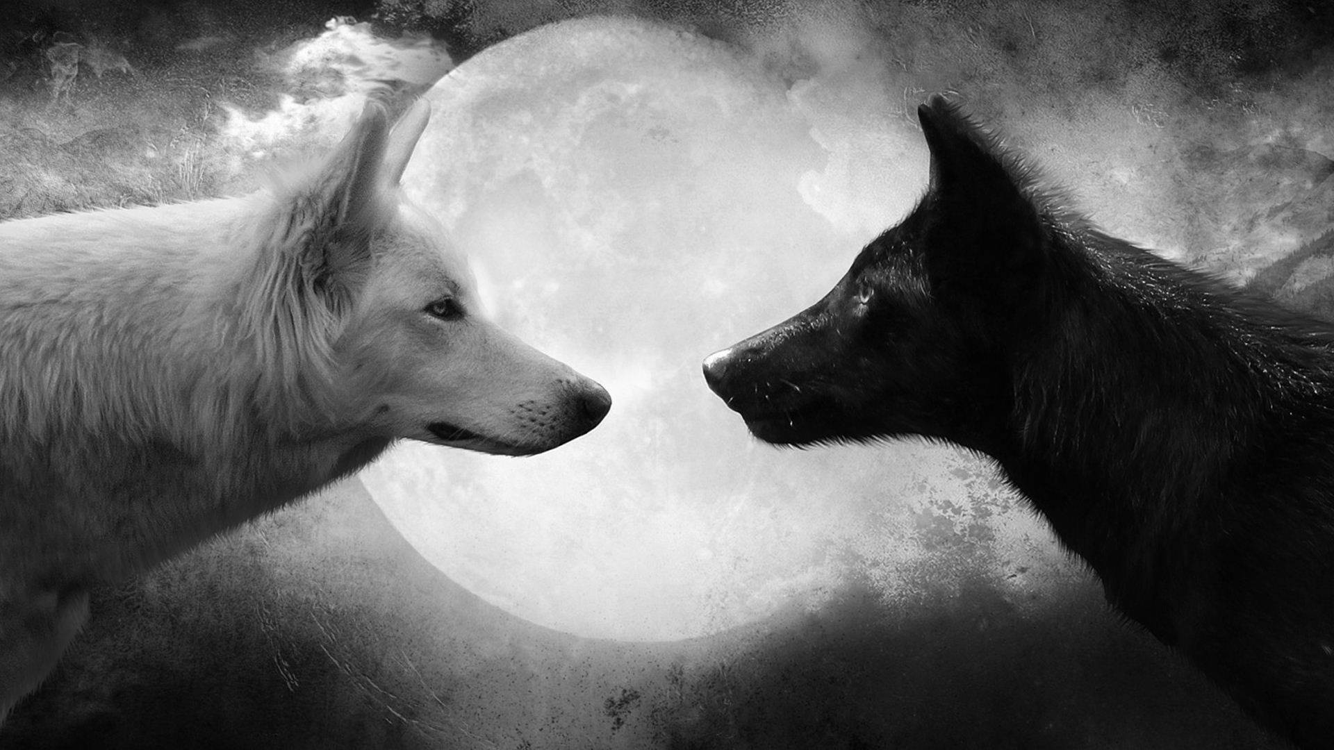 HD Wolf, Grayscale, full moon, Full HD Desktop Wallpaper