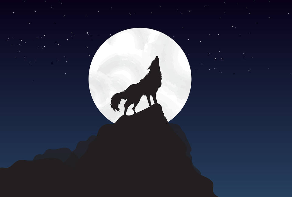 HD Wolf, wolf, full moon, SD Desktop Wallpaper