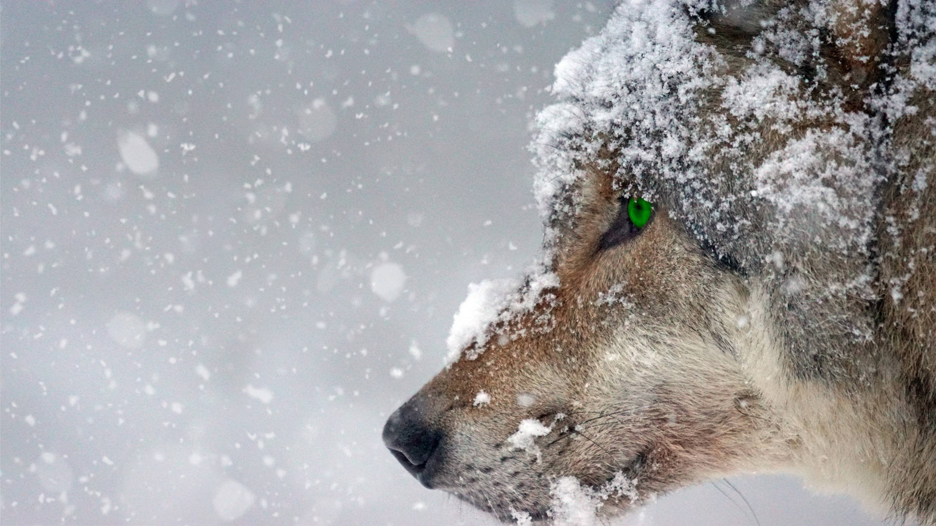 HD Wolf, snowy storm, glowing green eyes, Full HD Desktop Wallpaper