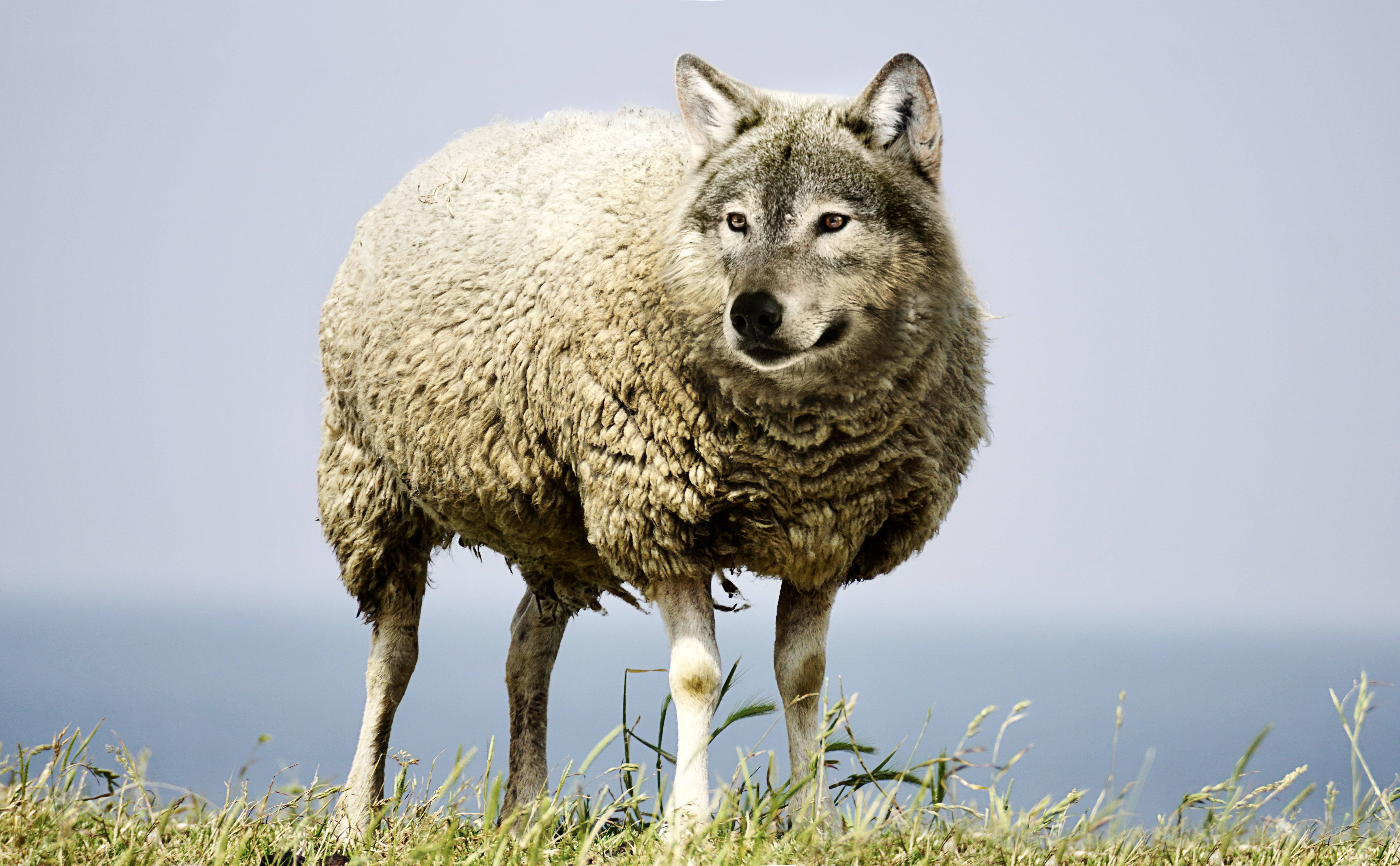 HD Wolf, lone wolf, grassy hillside, 5K Desktop Wallpaper