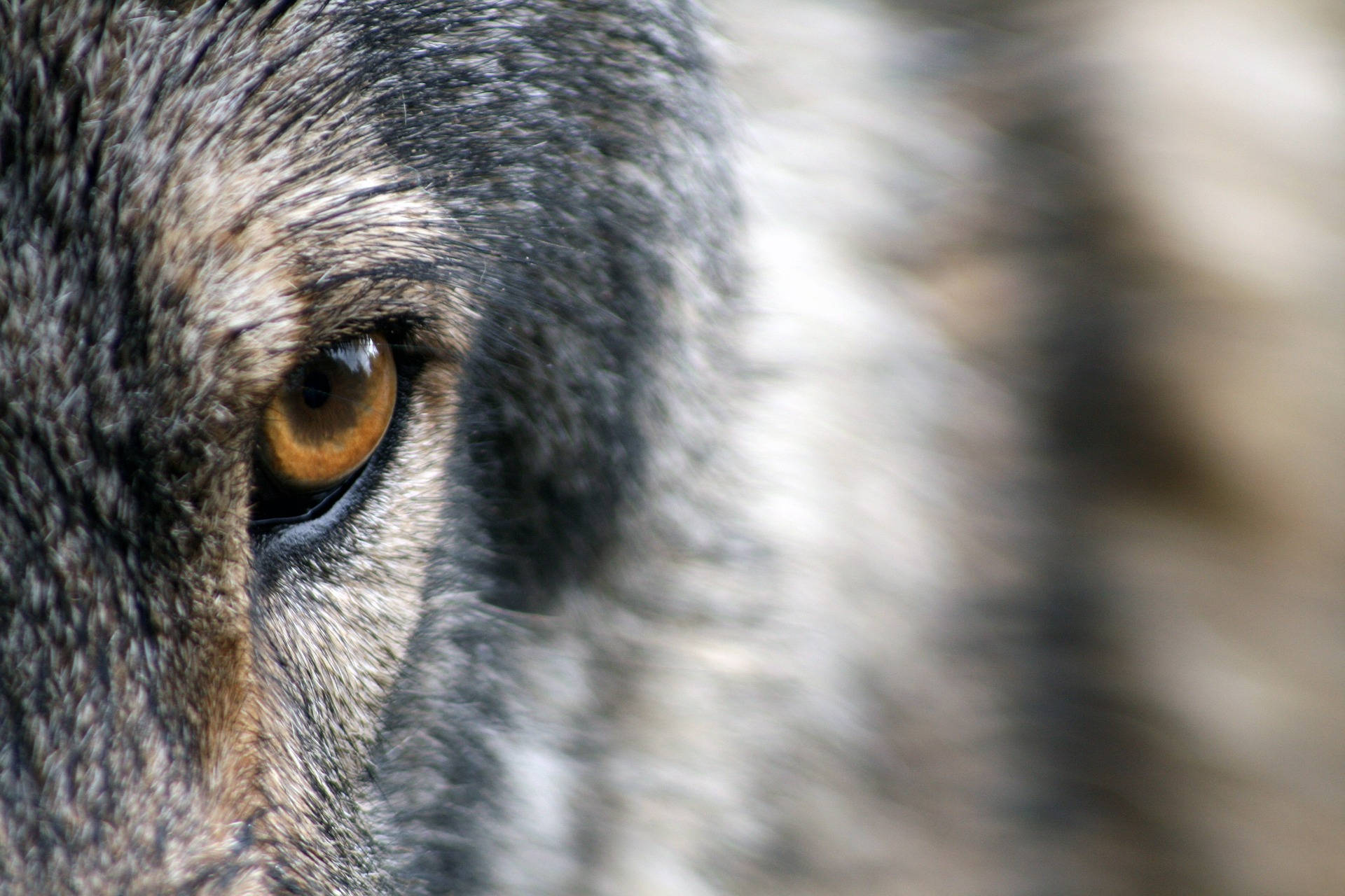 HD Wolf Eye, amber eye, gray and white fur, Full HD Desktop Wallpaper