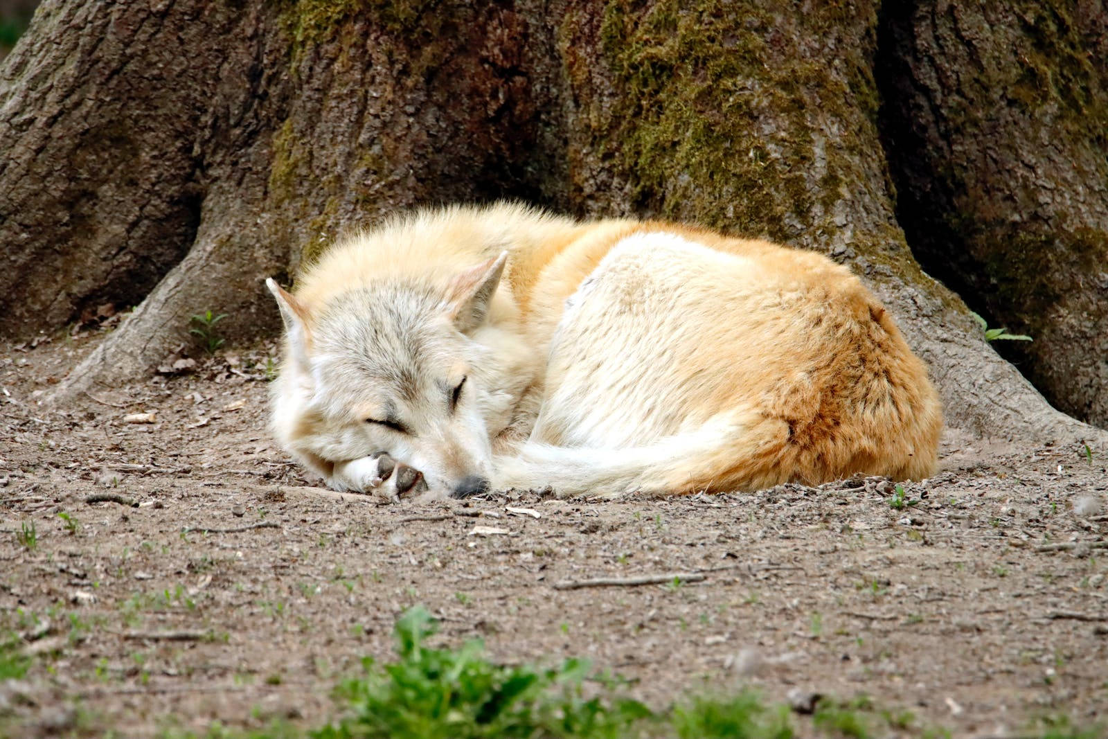 HD Wolf, mossy tree trunk, forest clearing, HD Desktop Wallpaper