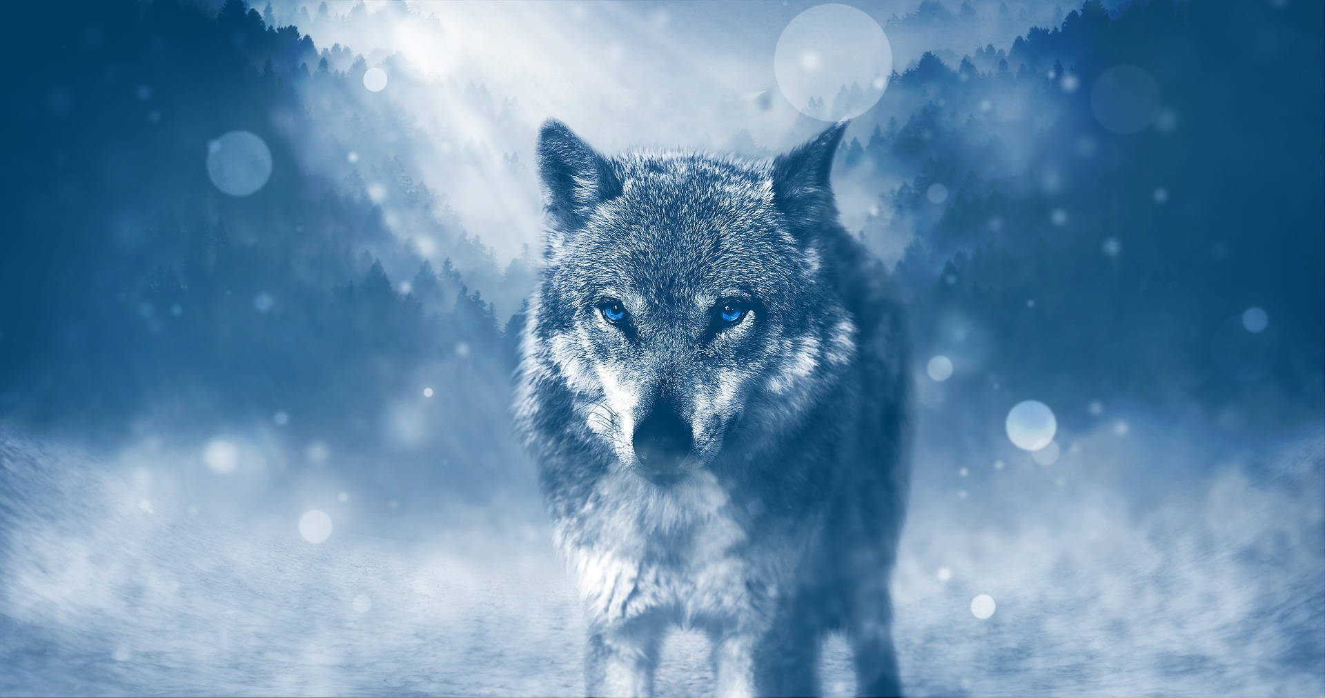 HD Wolf, winter, snowy forest, Full HD Desktop Wallpaper