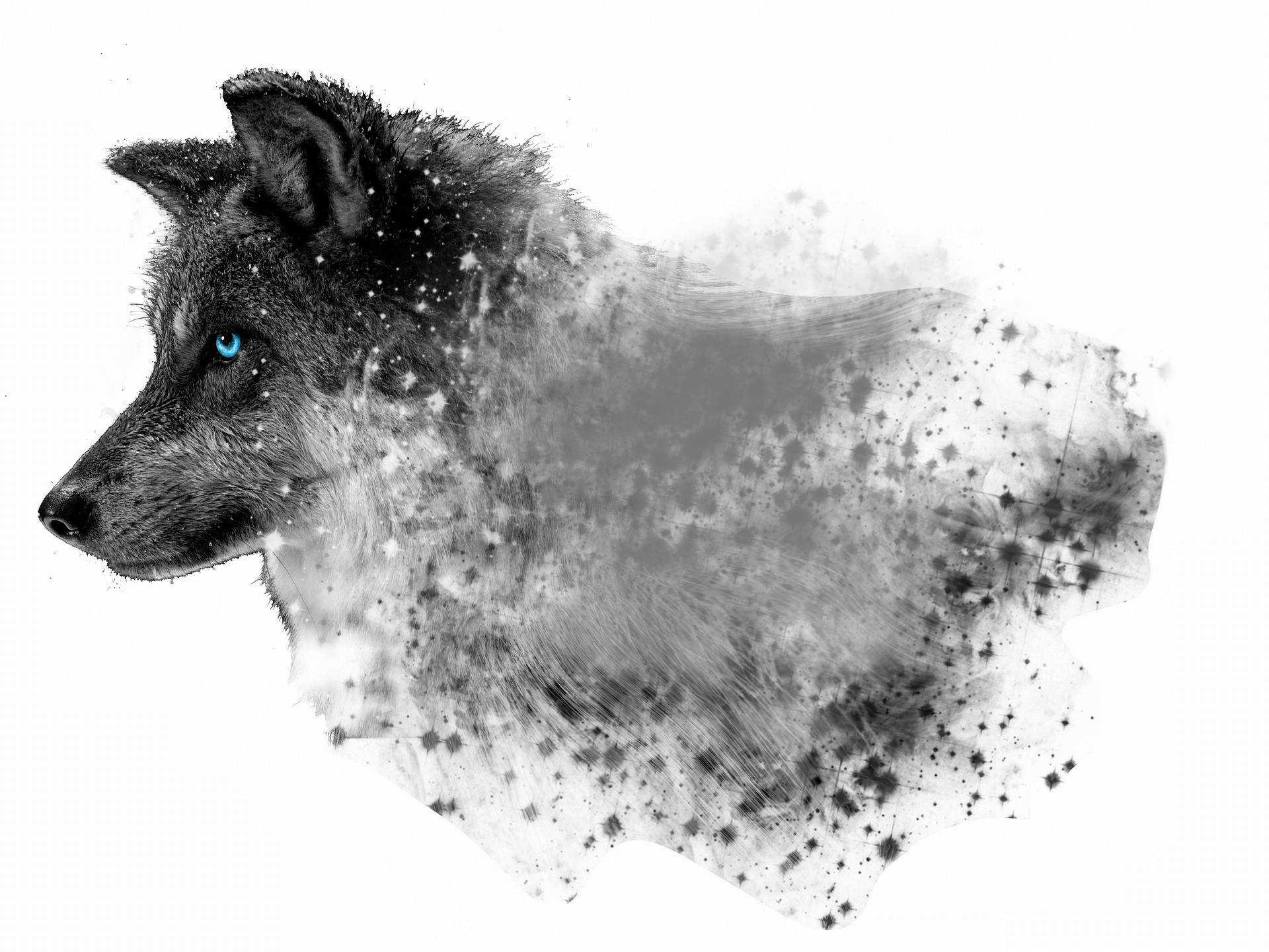 HD Wolf, black and white wolf, piercing blue eyes, Full HD Desktop Wallpaper