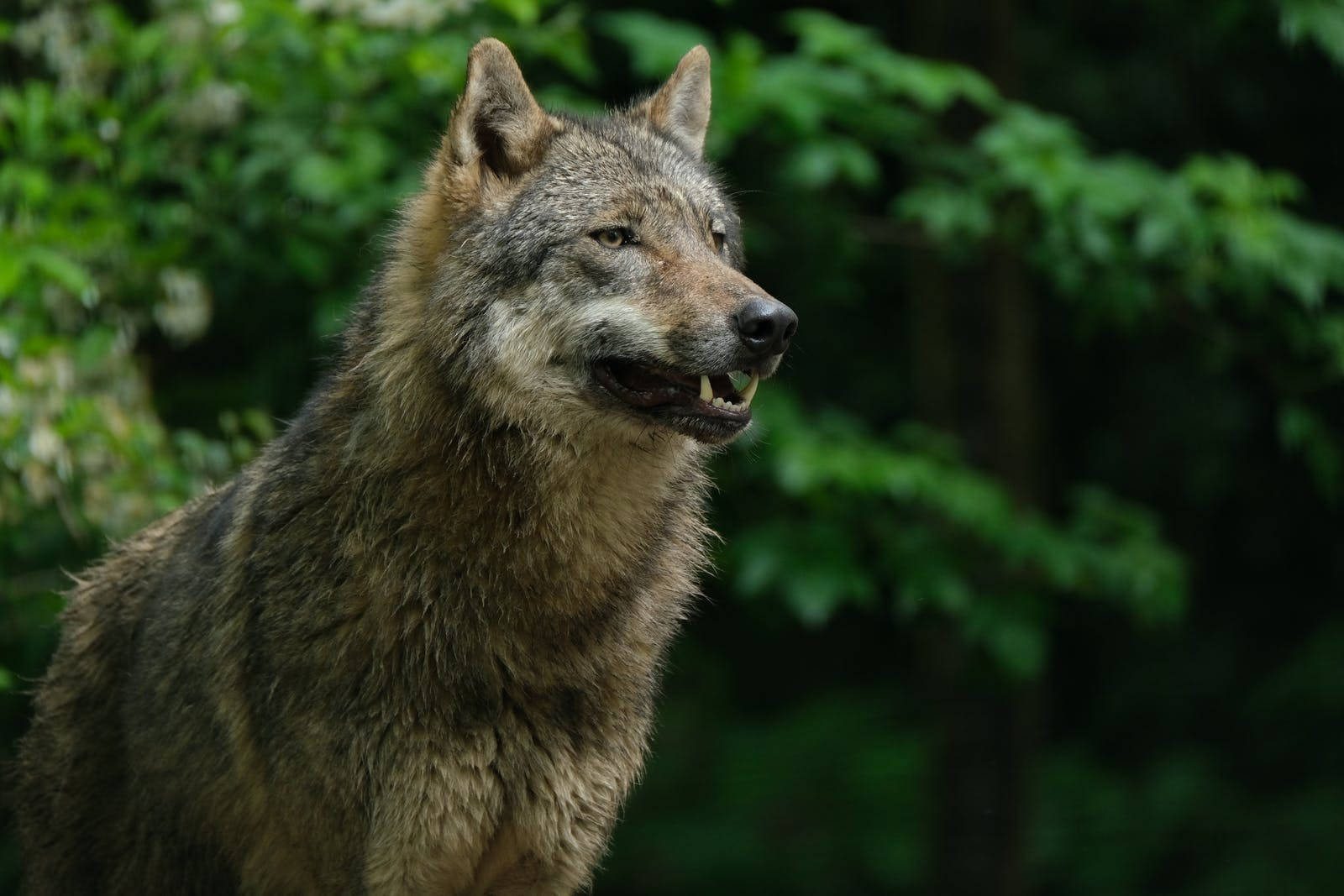 HD Wolf, forest, gray wolf, HD Desktop Wallpaper