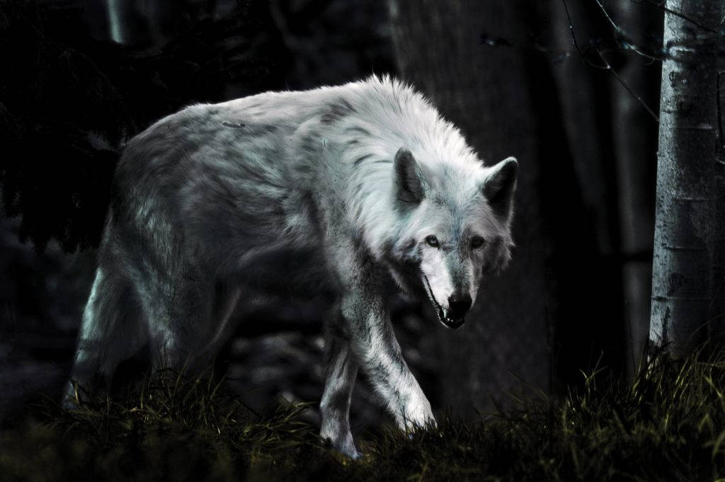 Dark Night HD Wolf, white wolf, dark forest, SD Desktop Wallpaper