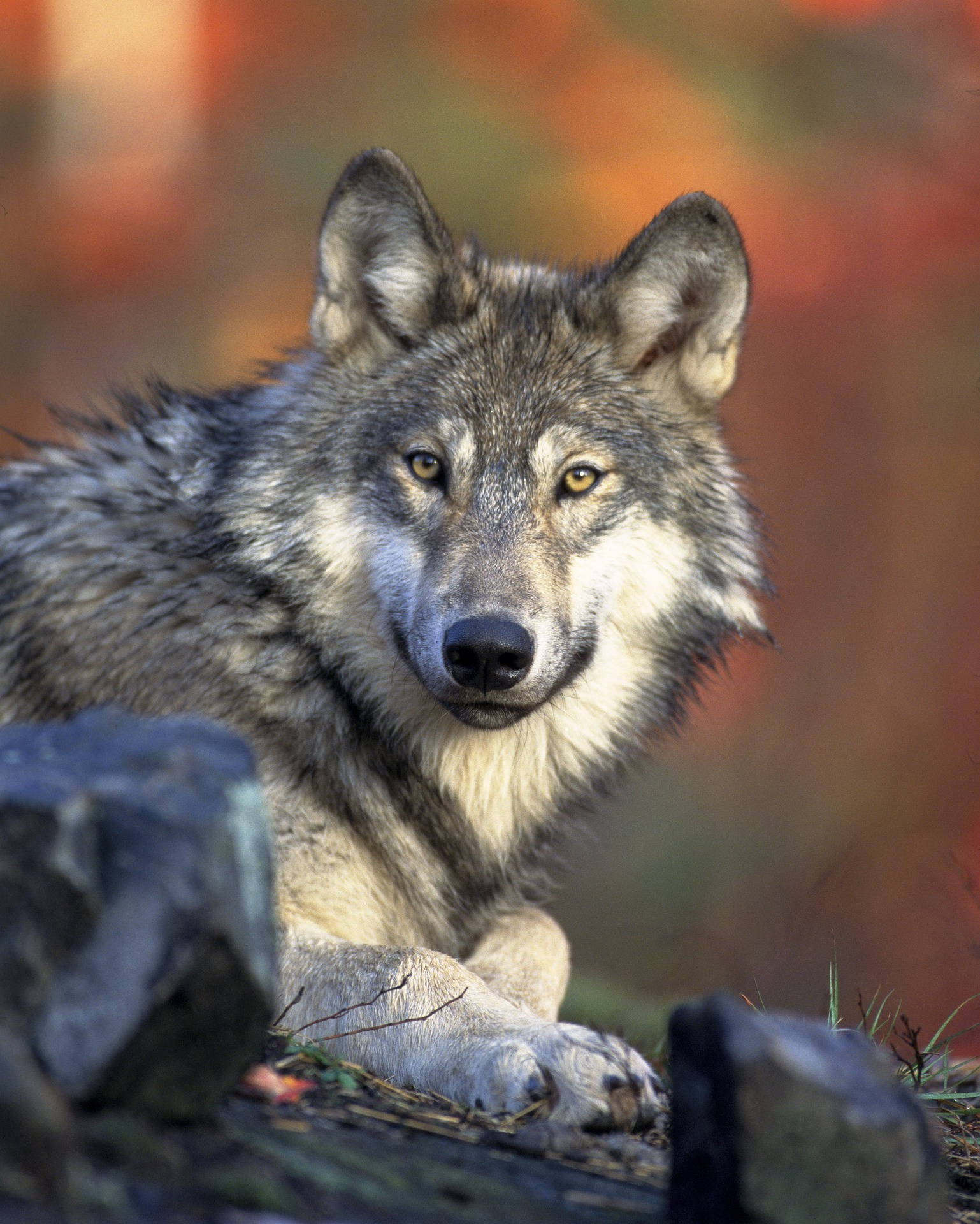 HD Wolf, gray wolf, piercing yellow eyes, Full HD Phone Wallpaper