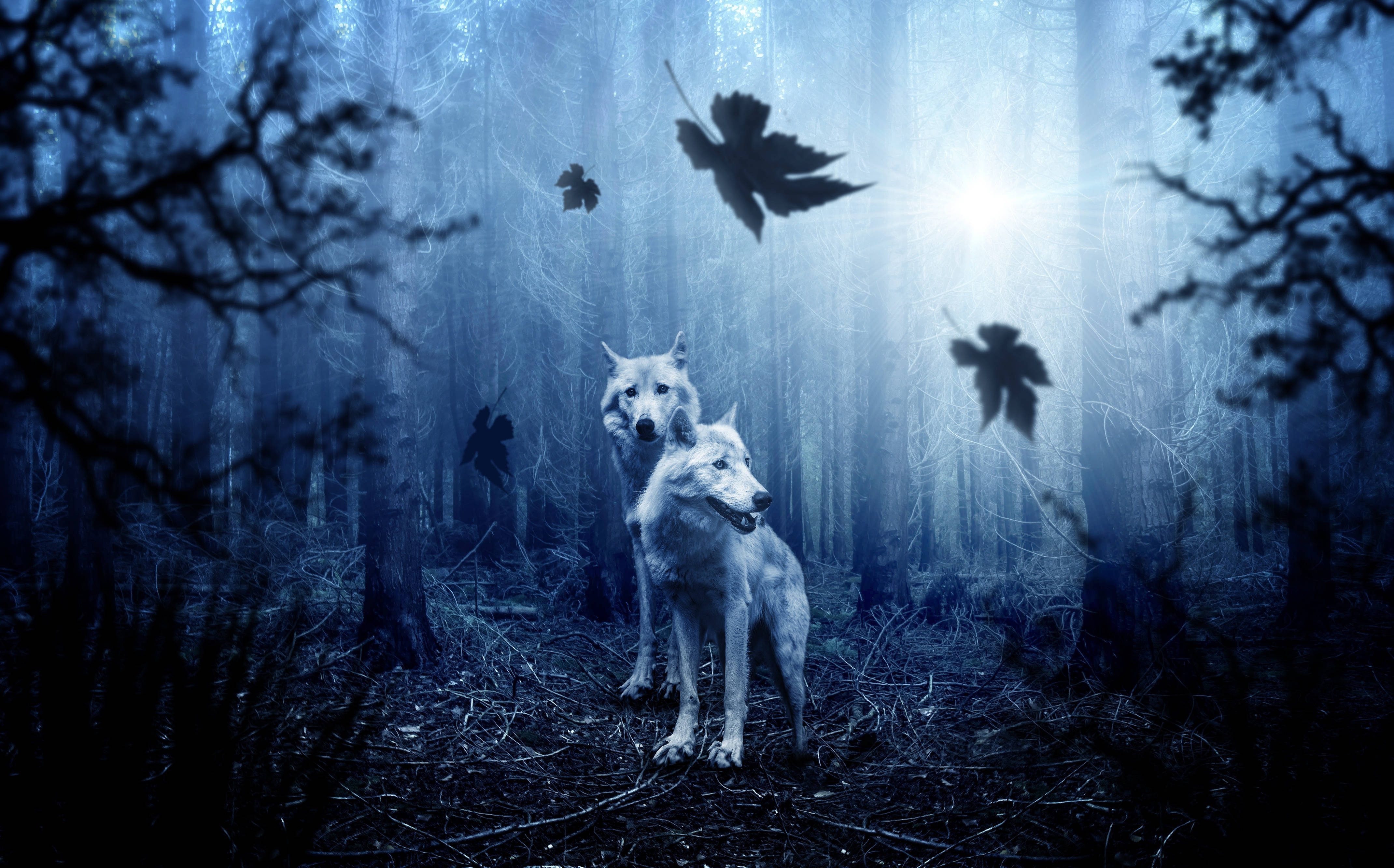 HD Wolf, dark forest, white wolves, 4K Desktop Wallpaper