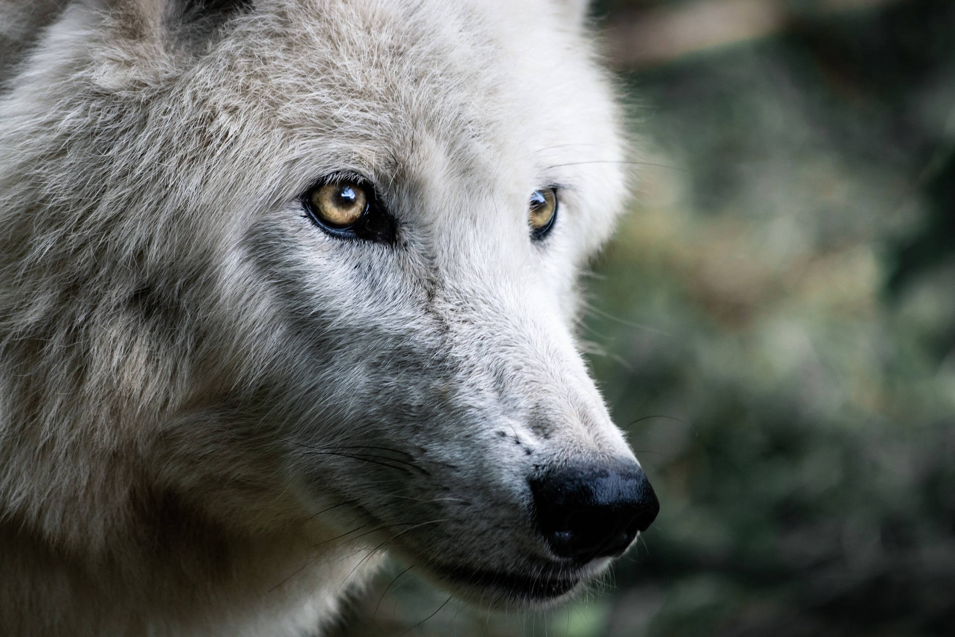 HD Wolf, white wolf, golden eyes, Full HD Desktop Wallpaper