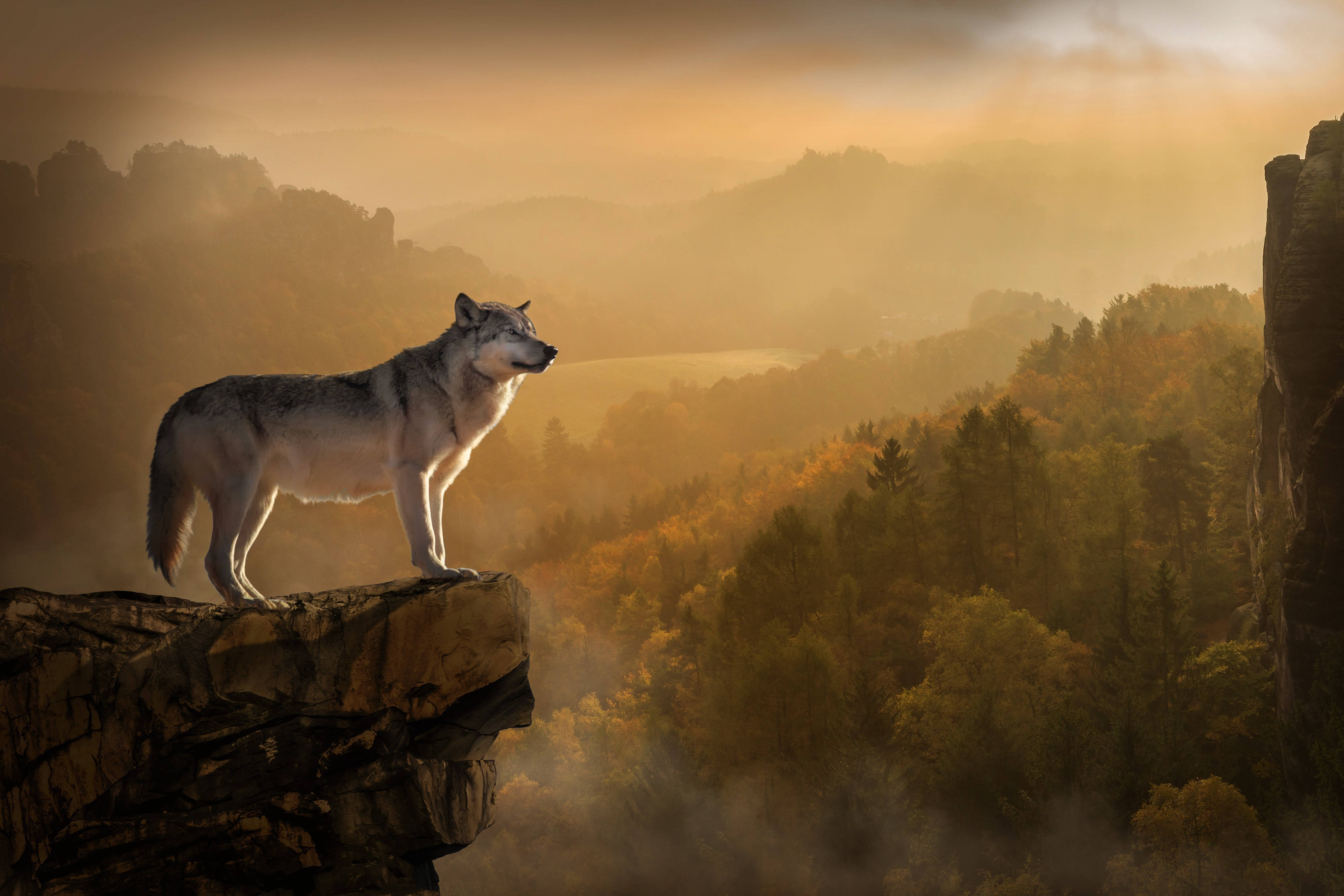 HD Wolf, sunrise, cliff, 4K Desktop Wallpaper