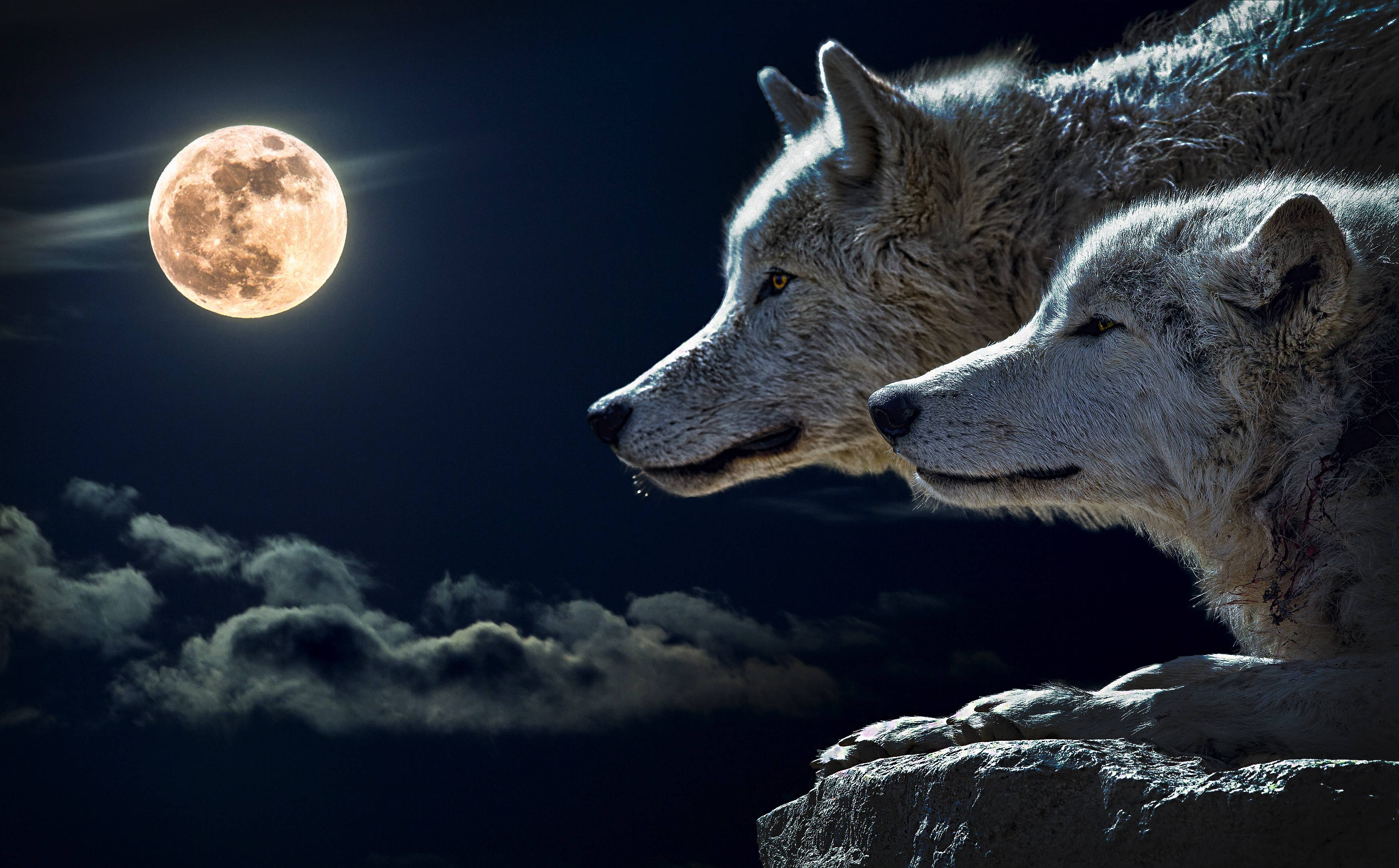 full moon, HD Wolf, dark cloudy night sky, 2K Desktop Wallpaper