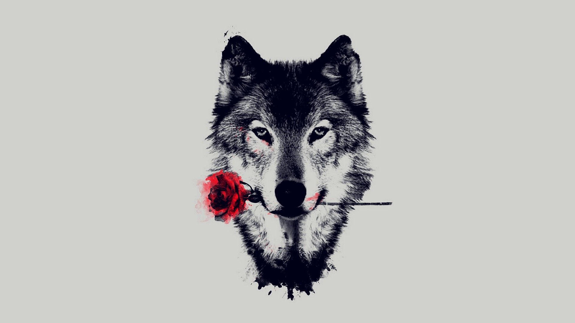 HD Wolf, rose, black and white wolf, Full HD Desktop Wallpaper