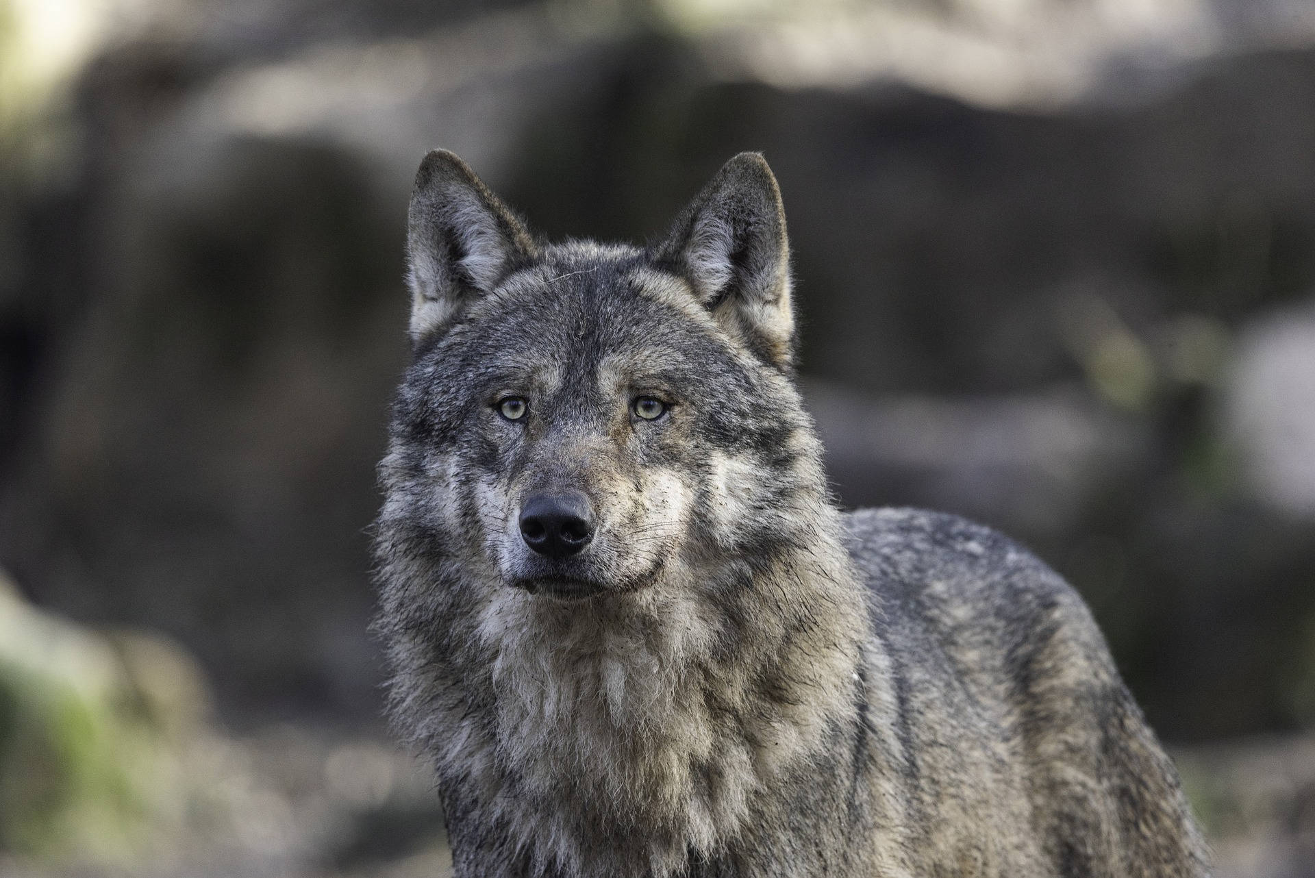 HD Wolf, gray wolf, piercing eyes, Full HD Desktop Wallpaper