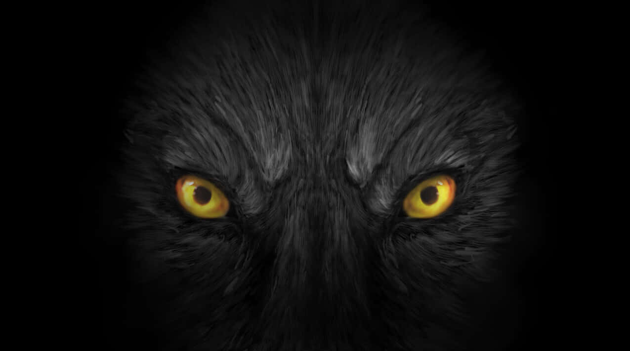 wolf eyes, black wolf, glowing yellow eyes, SD Desktop Wallpaper