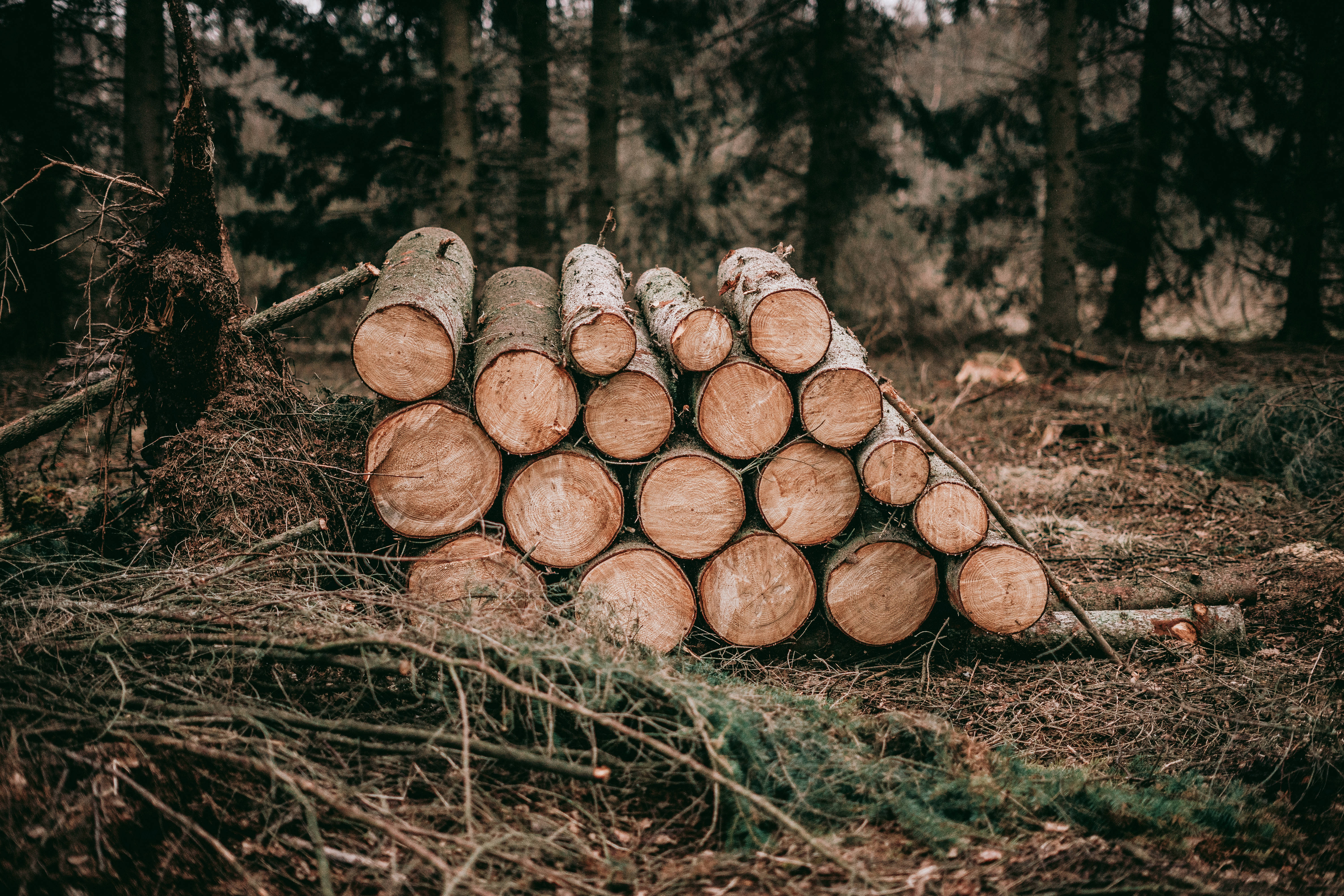 HD Wood Logs, birch logs, mossy forest clearing, 5K Desktop Wallpaper
