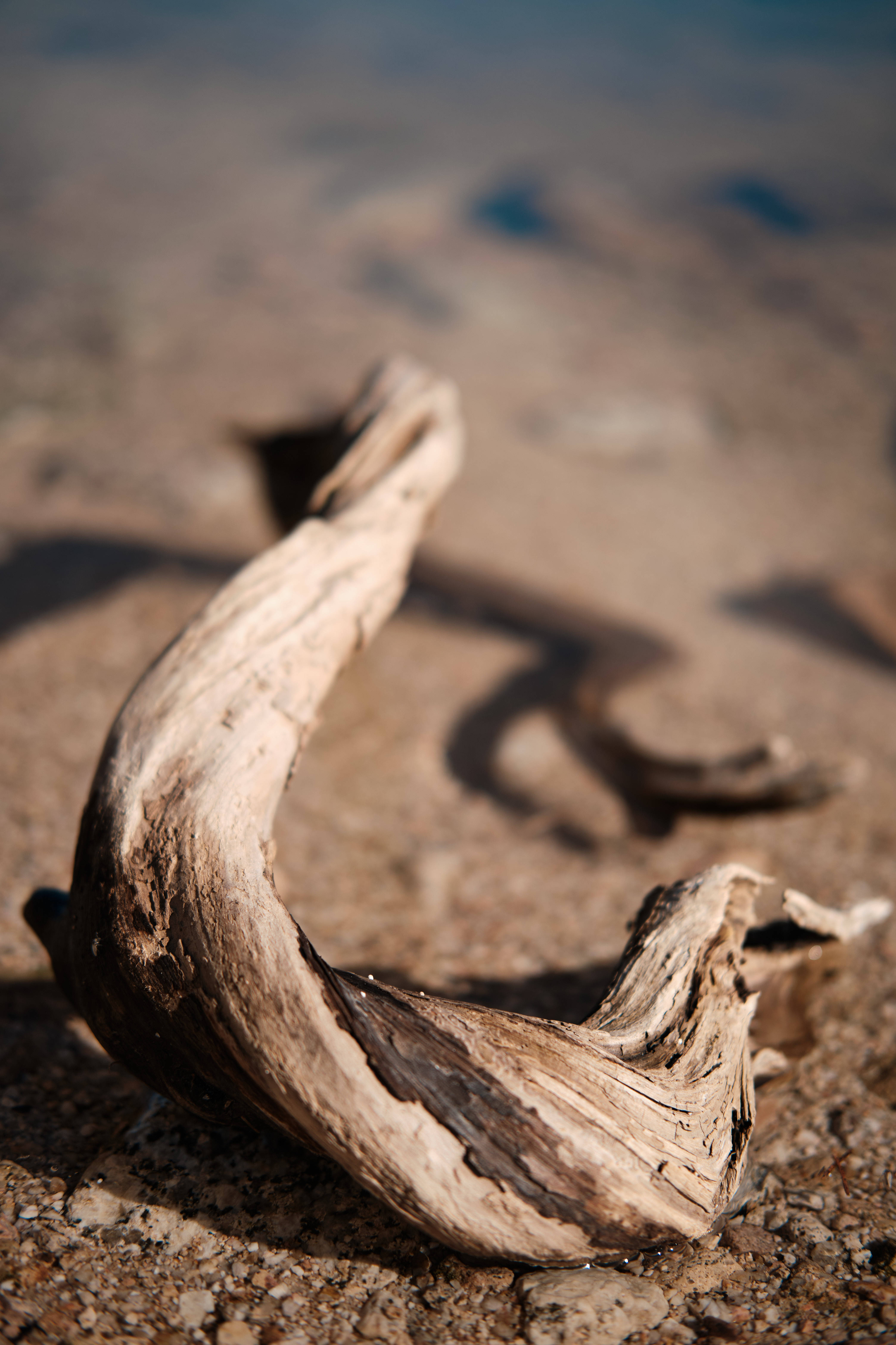 HD Wood Litter, driftwood, sunlit, 5K Phone Wallpaper