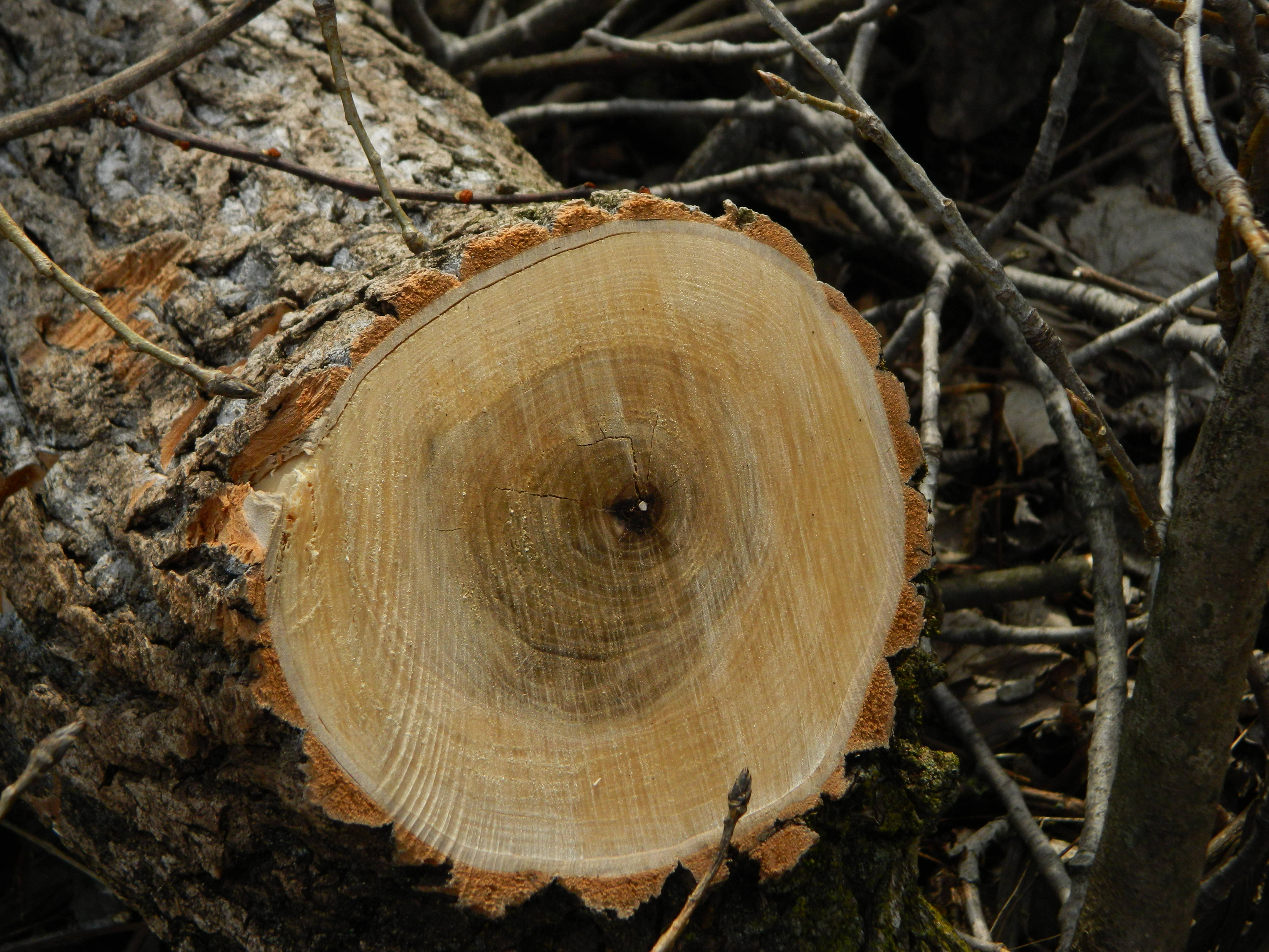 HD Wood, tree stump, growth rings, 4K Desktop Wallpaper