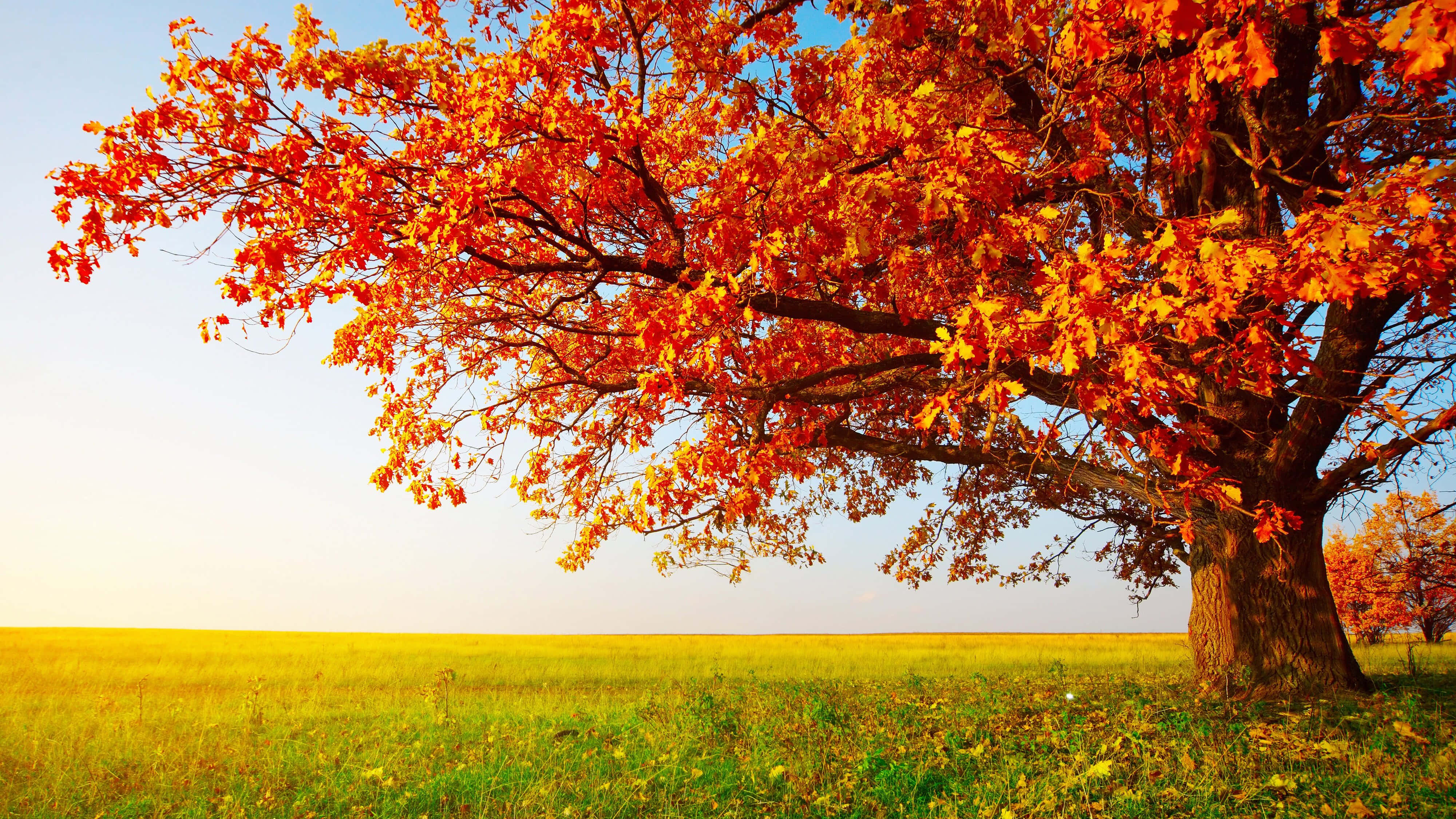 Autumn Blaze Tree, golden field, sunlit, 4K Desktop Wallpaper