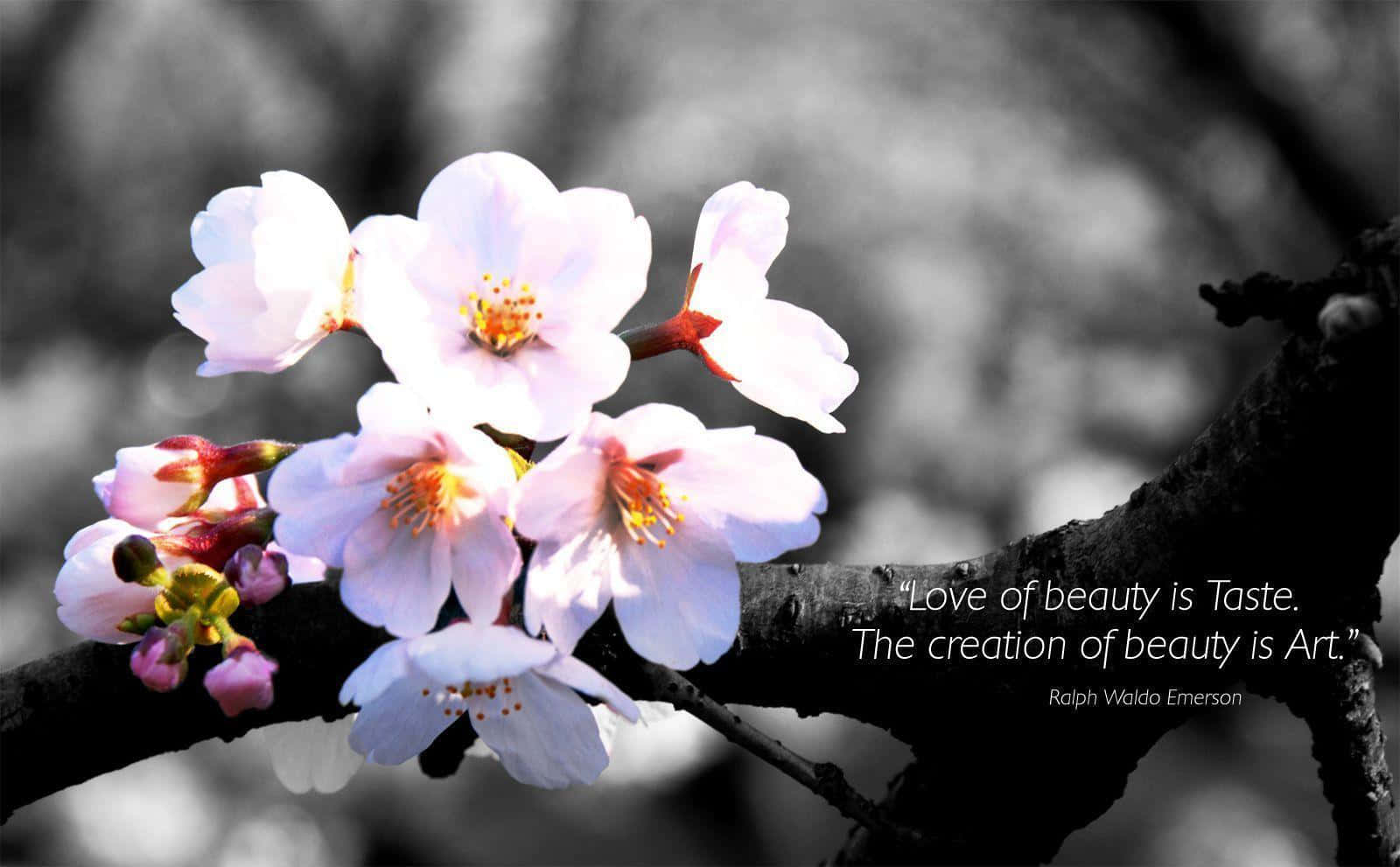 soft pink cherry blossoms, dark branch, monochrome blurred background, HD Desktop Wallpaper
