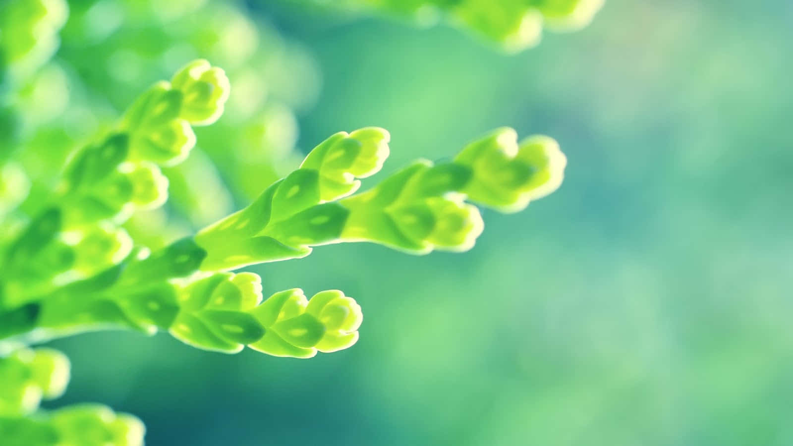 lime green, cedar branch, soft bokeh, HD Desktop Wallpaper