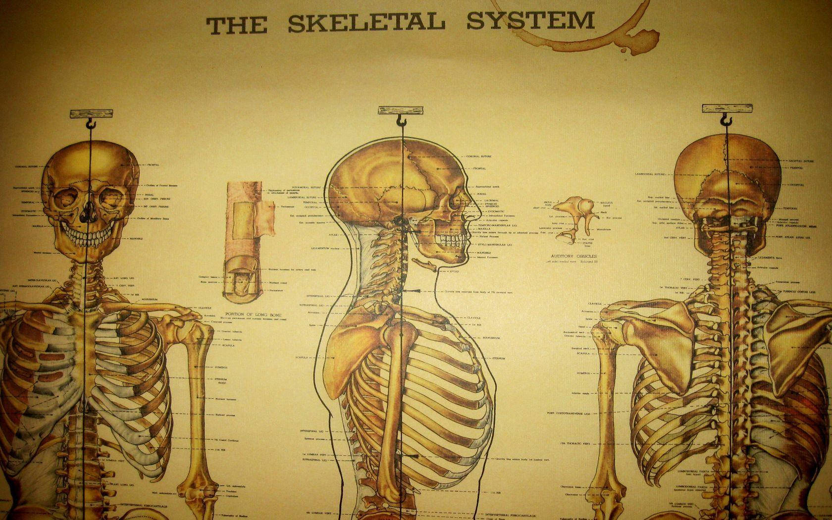 medical skeletal system chart, human skeletal system, front side view profile, HD Desktop Wallpaper