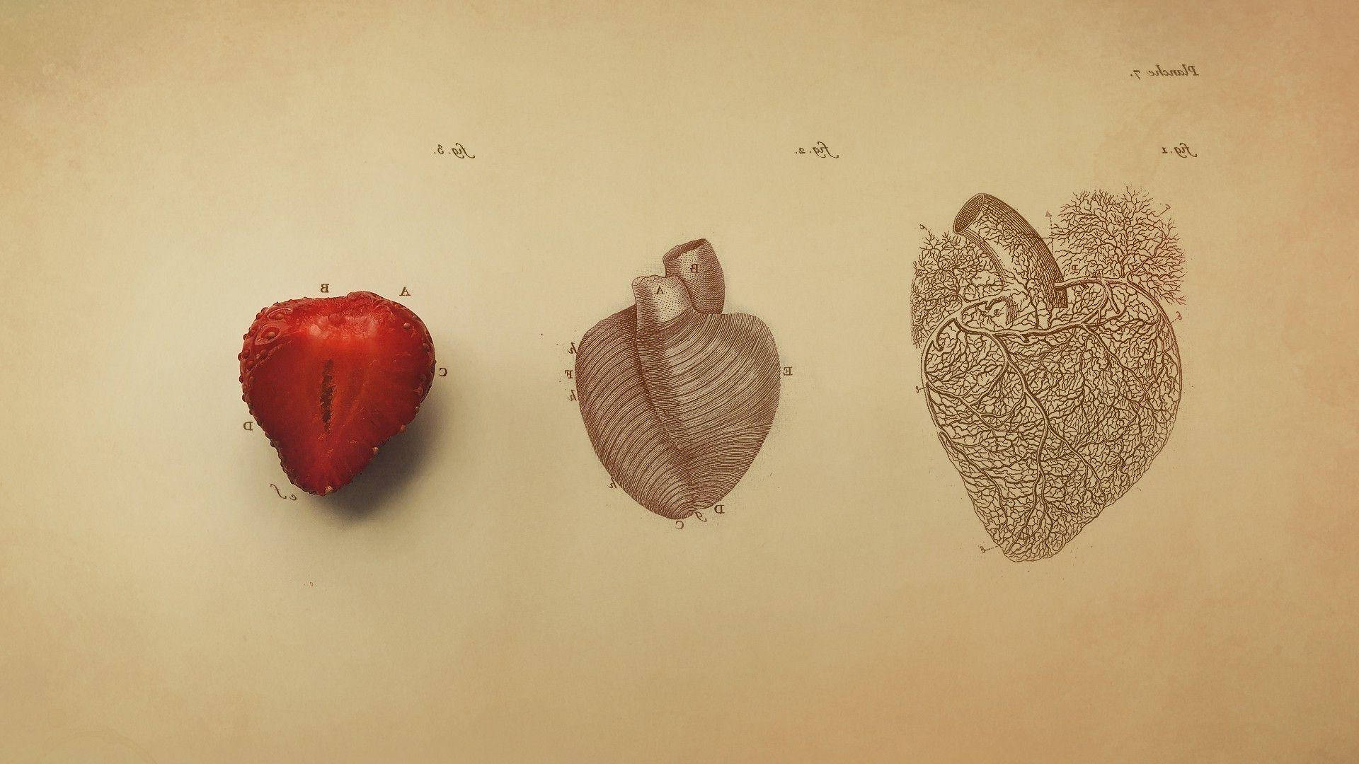 human heart, strawberry, anatomical drawing, Full HD Desktop Wallpaper