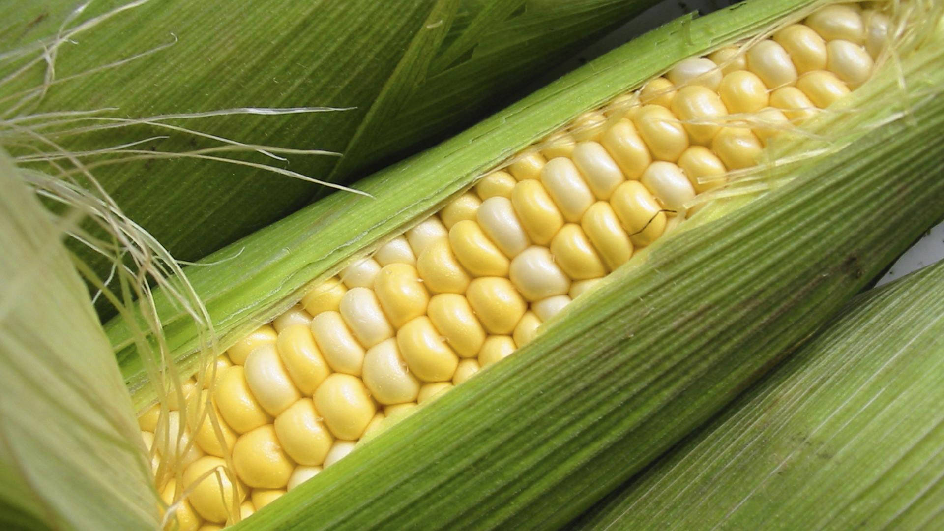 mixed colored sweet corn, vibrant yellow, white kernels, Full HD Desktop Wallpaper