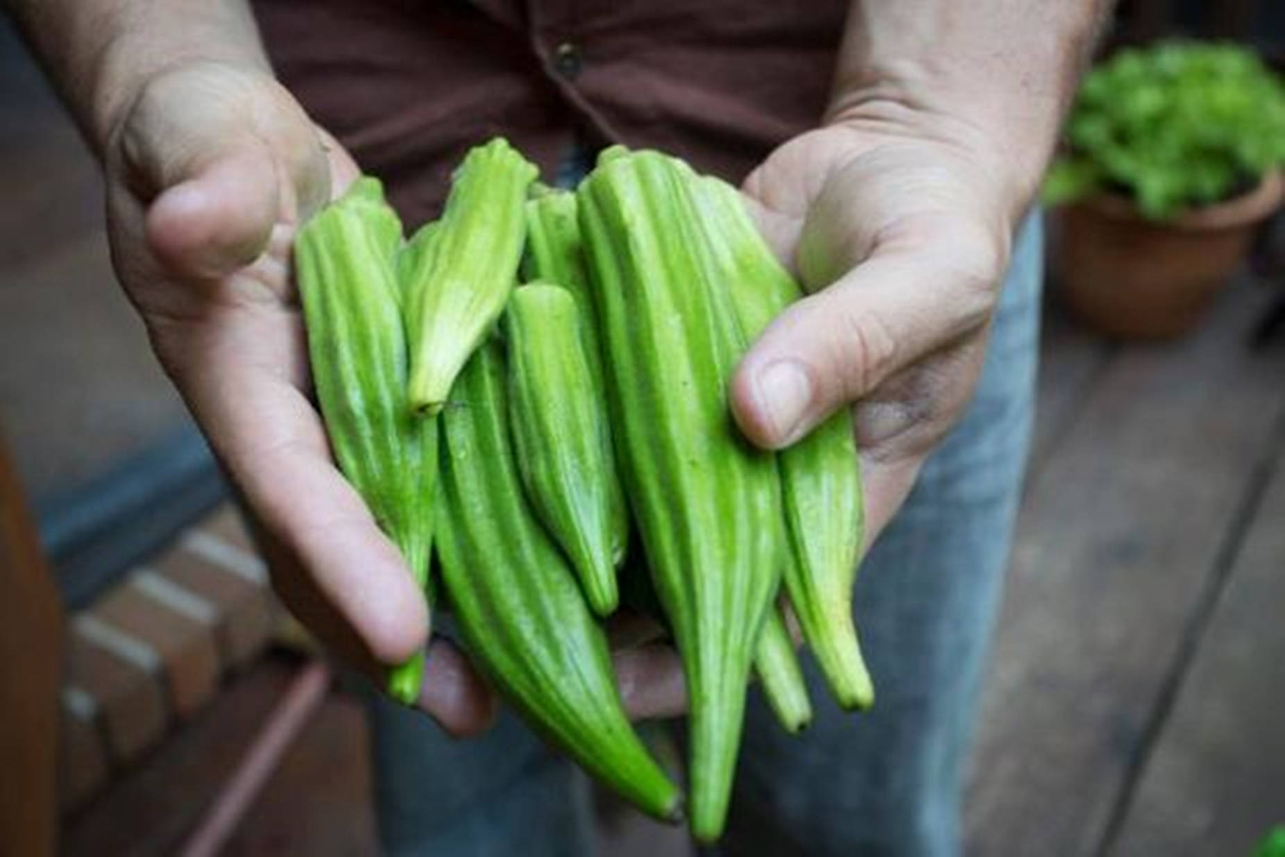 okra, vibrant green, bunch, HD Desktop Wallpaper