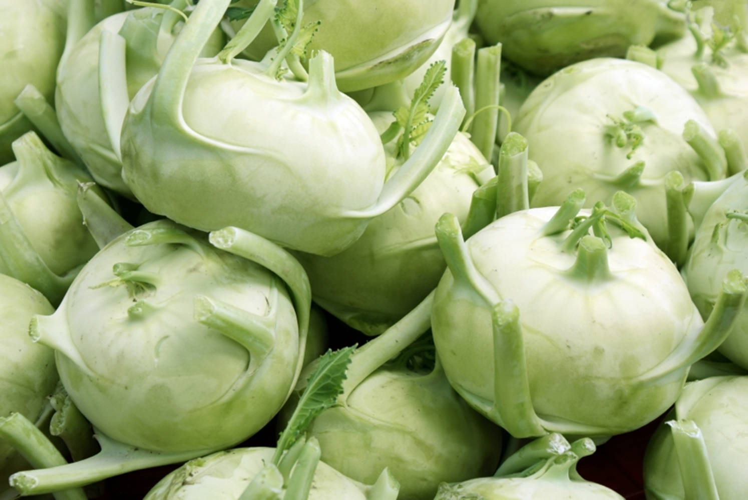kohlrabi, pale green bulbs, leafy stems, HD Desktop Wallpaper