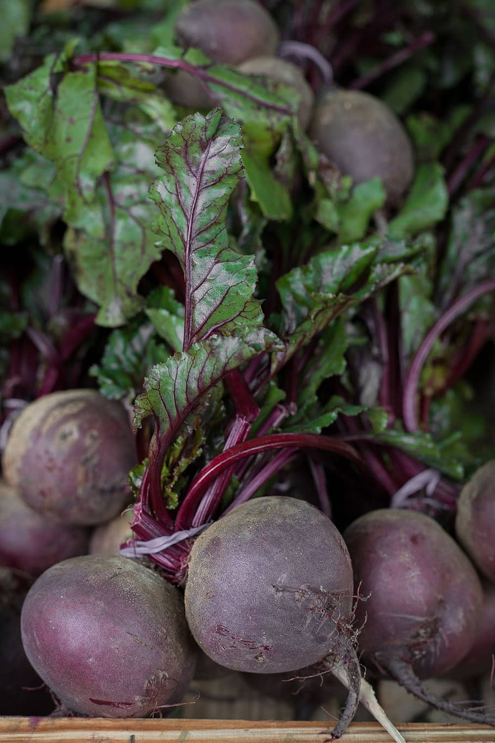 fresh purple beetroot bundle, vibrant green leaves, deep purple stems, HD Phone Wallpaper