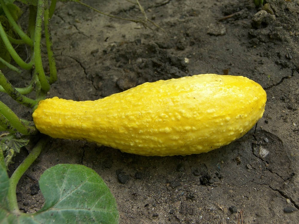 wrinkly crookneck yellow squash, cracked earth, green vines, SD Desktop Wallpaper