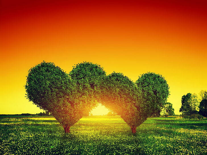 Heart Trees, sunlit field, sunset, SD Desktop Wallpaper