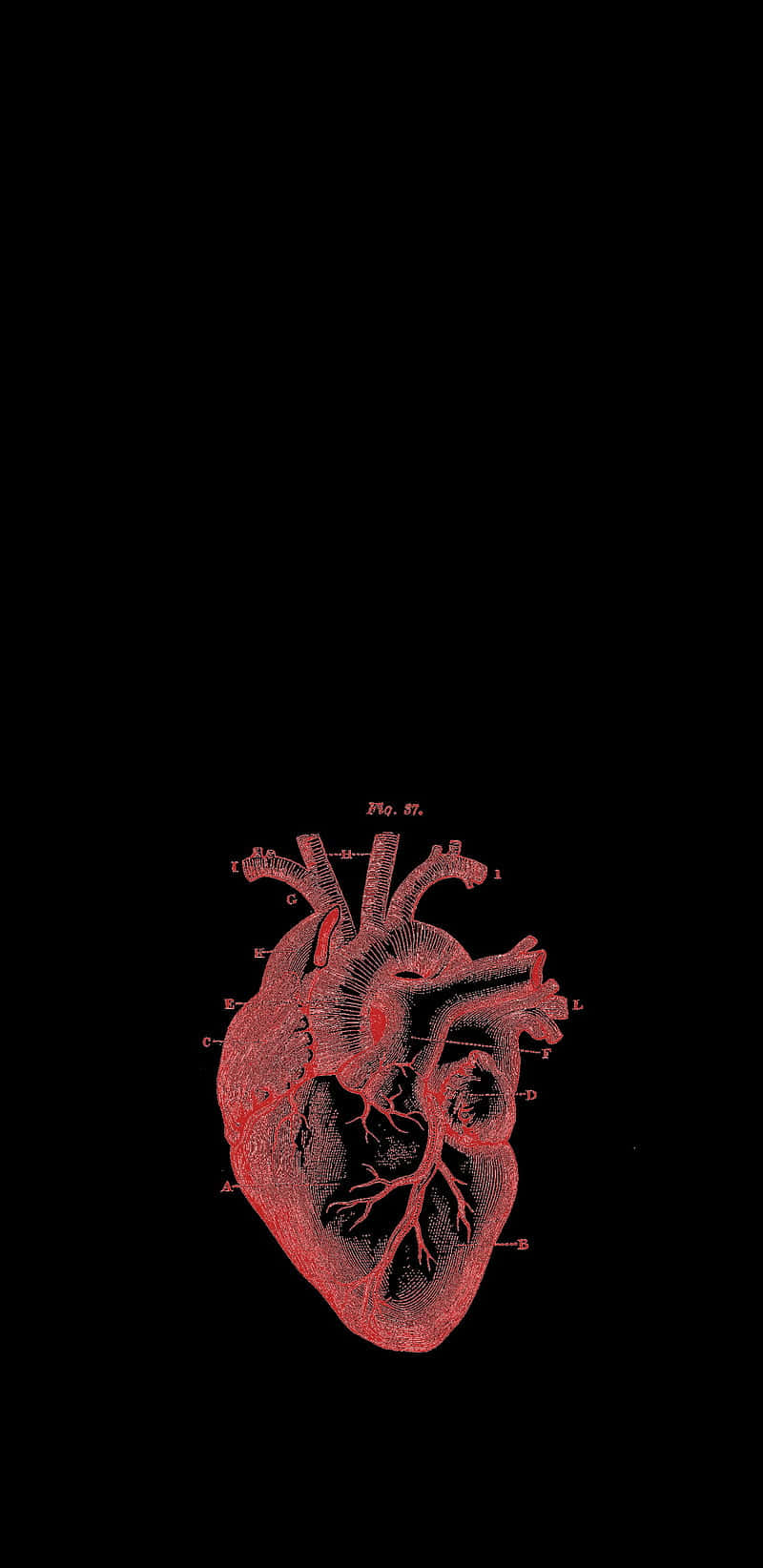 real heart, black heart, anatomical heart diagram, HD Phone Wallpaper
