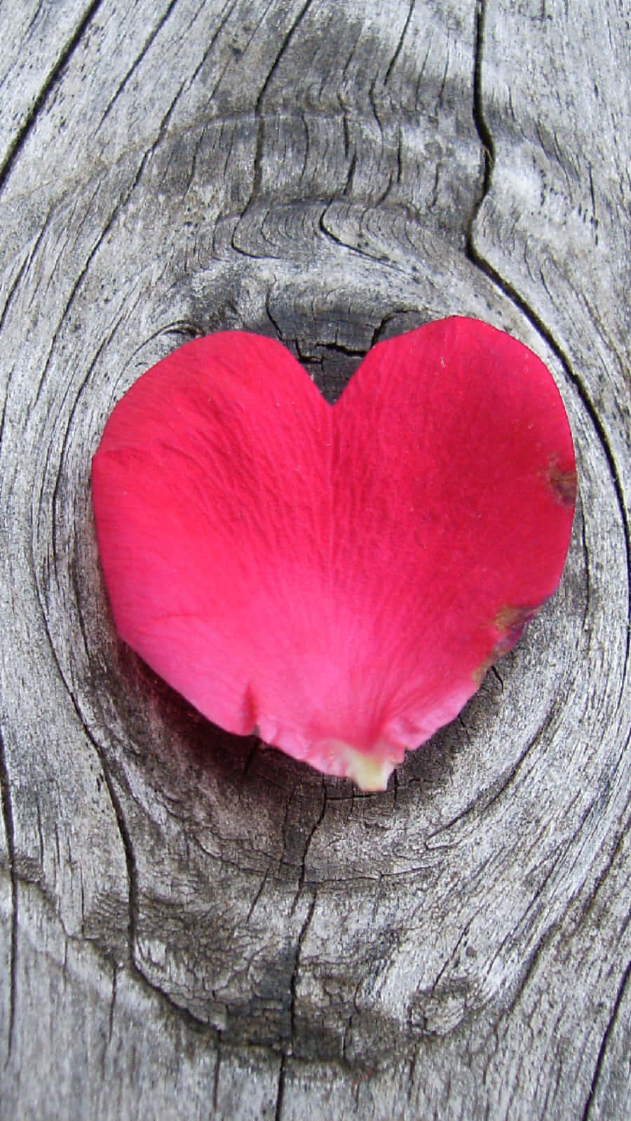 heart shape, pink, rose petal, HD Phone Wallpaper