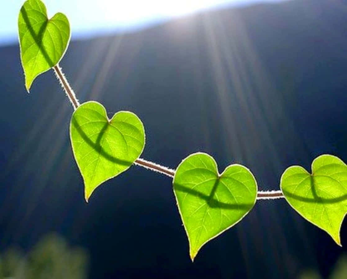 Heart Shape, green leaves, sunlight streaming, SD Desktop Wallpaper